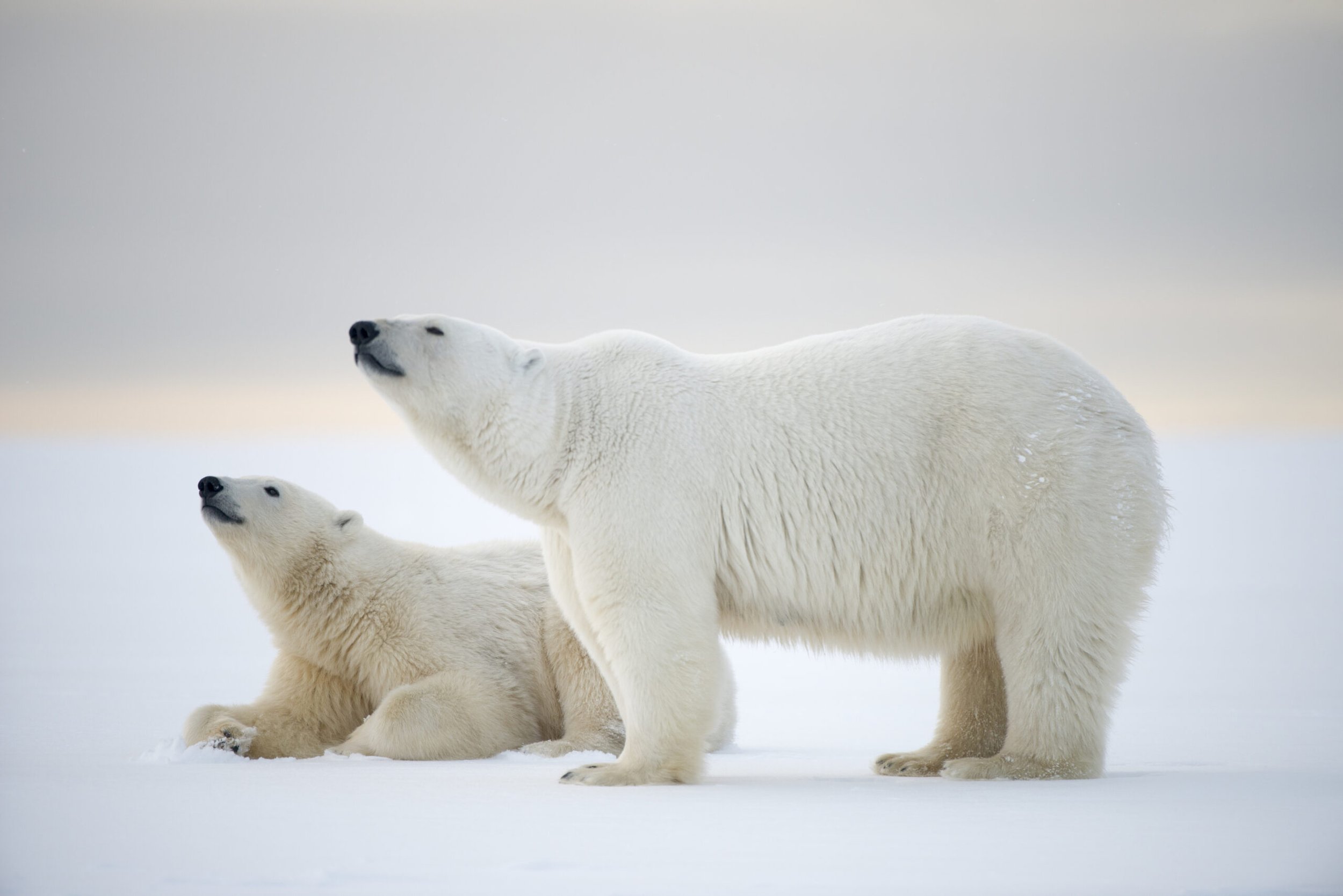 PolarBears_two-scaled.jpg