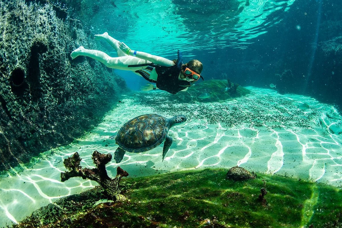 snorkelling-in-turtle.jpg