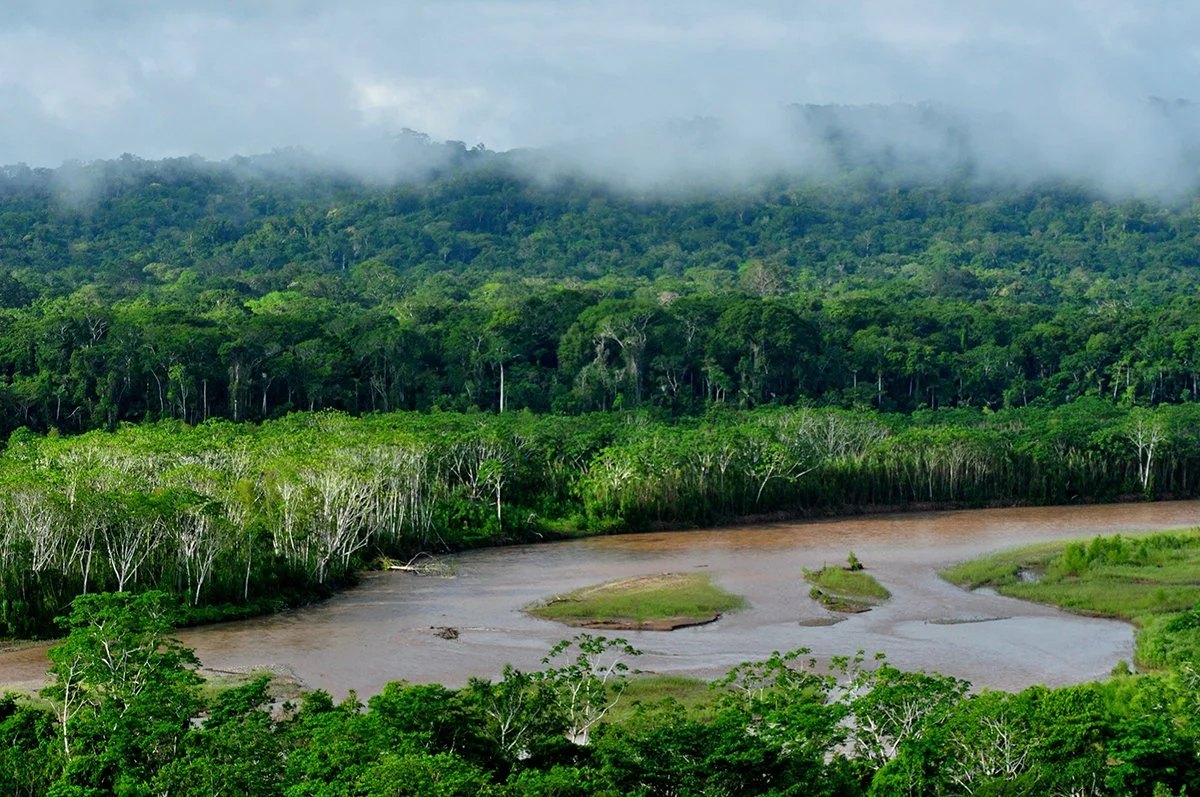 Madidi_Nationalpark_Amazonas_Bolivien.jpg