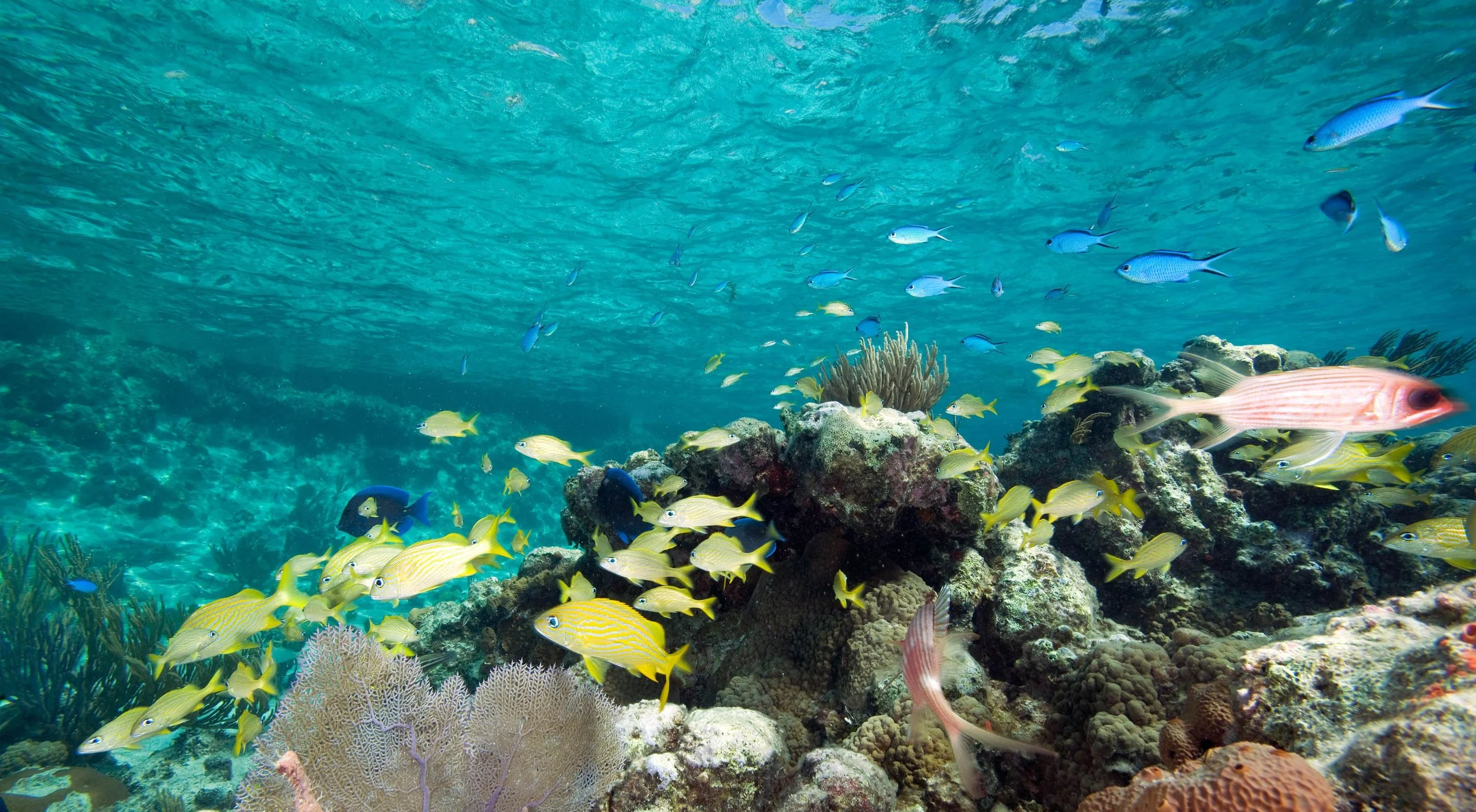 Exuma-Cays-Bahamas-2-JeffYonover.jpg