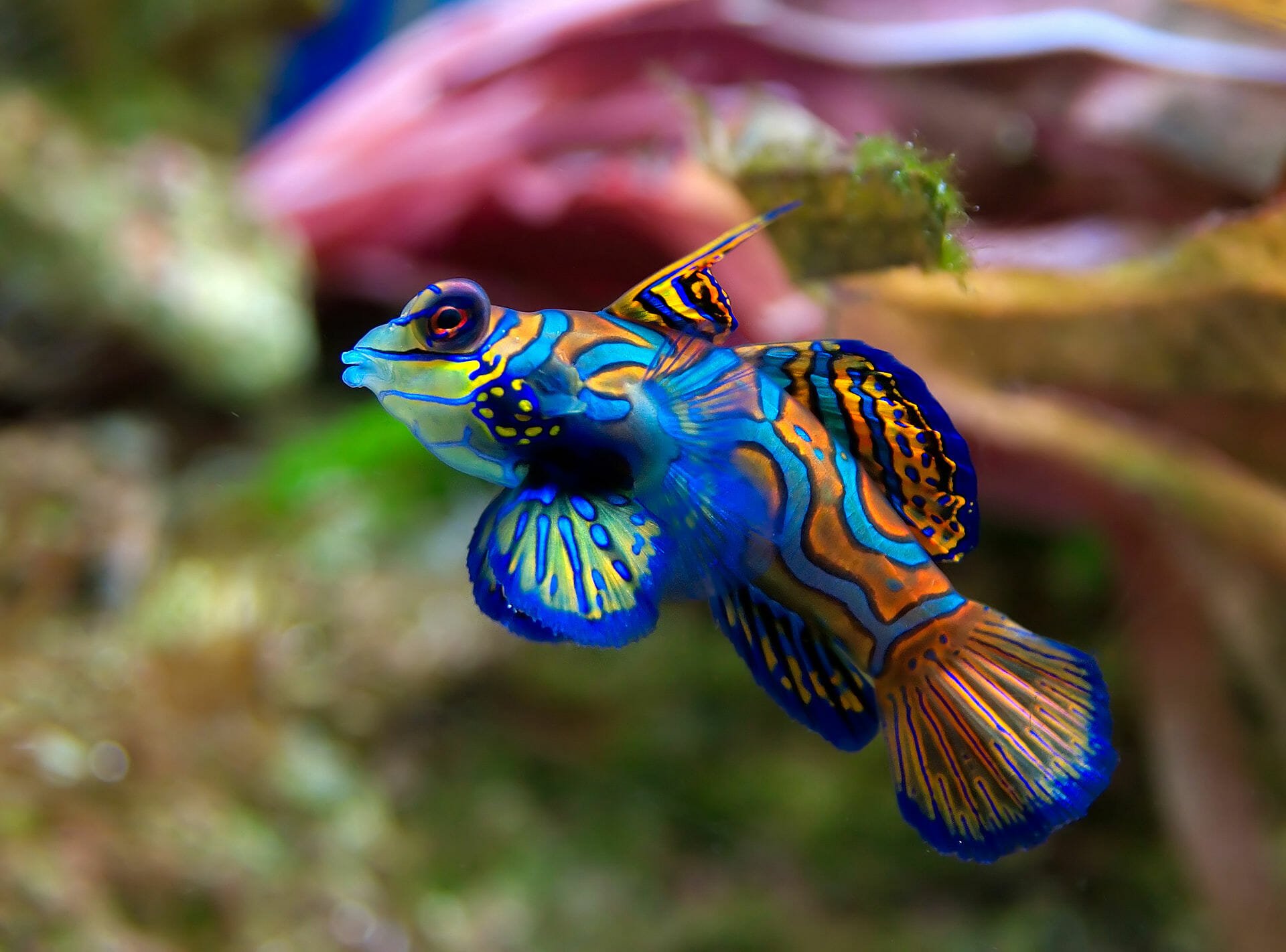 manderin-fish-lake-Palau.jpg