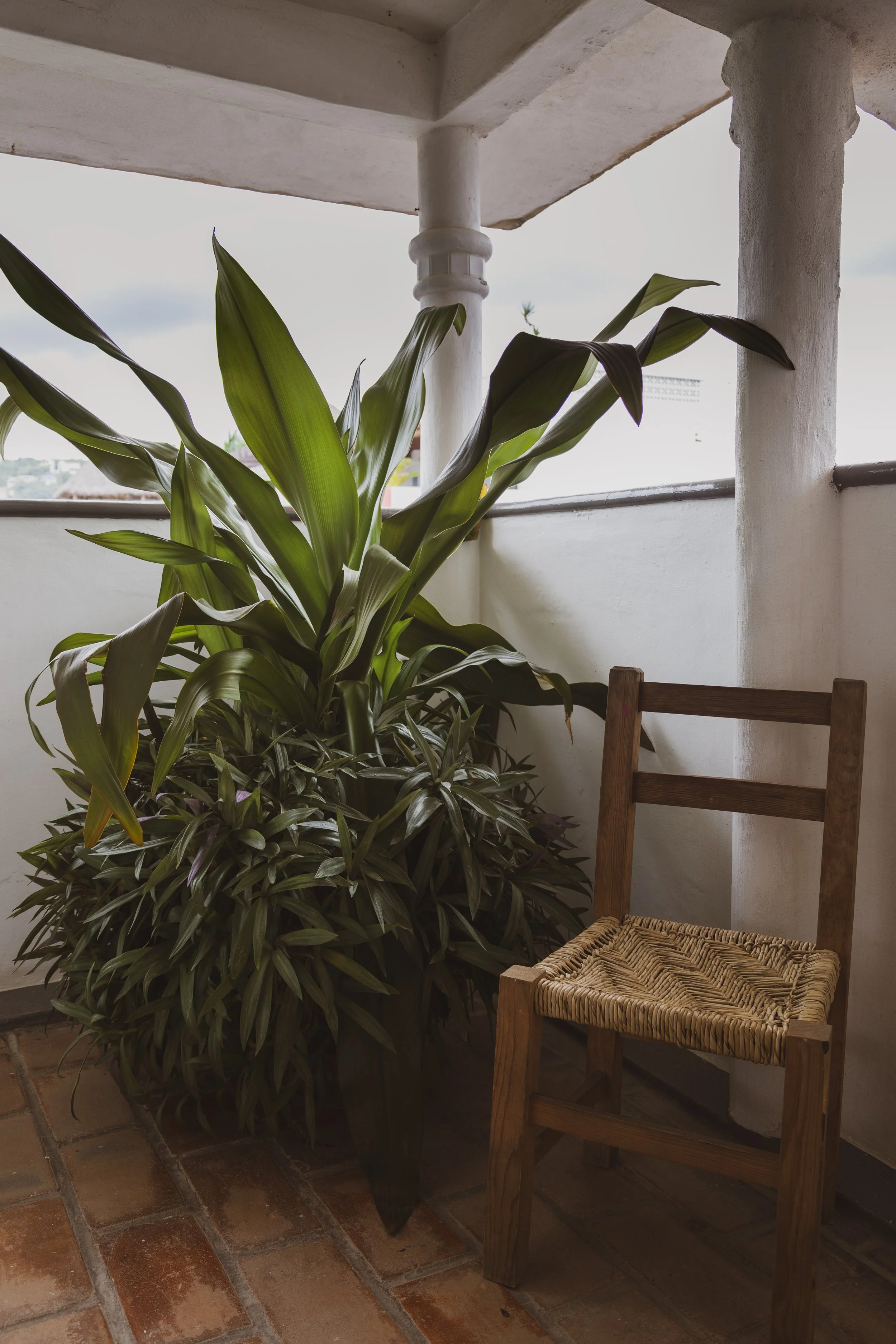 A tall green potted plant with broad leaves next to a wooden chair with a woven seat, situated on a tiled floor against a white wall and balcony railing.