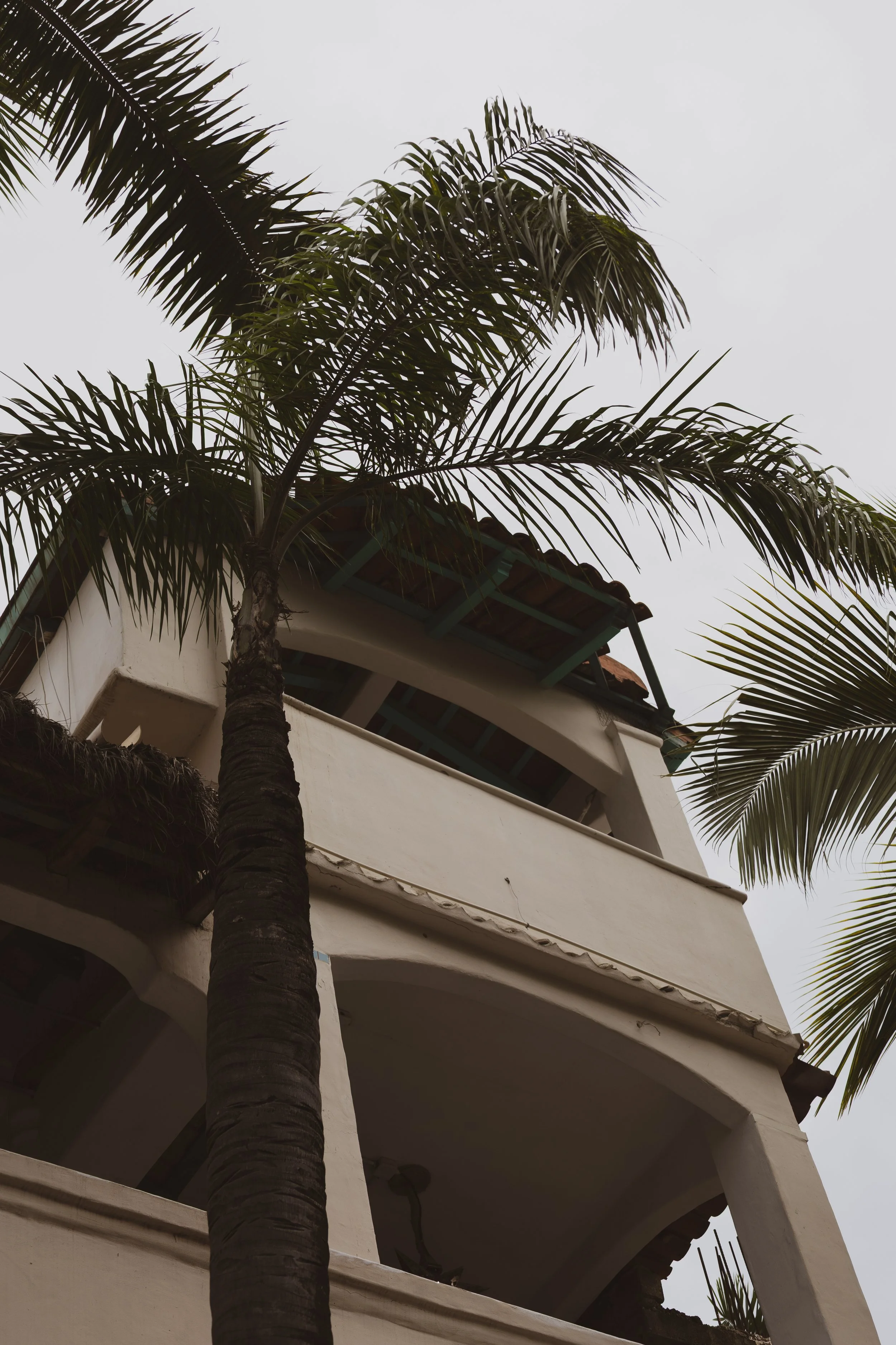 A tall palm tree with large fronds in front of a building with multiple floors and balconies, on a cloudy day.
