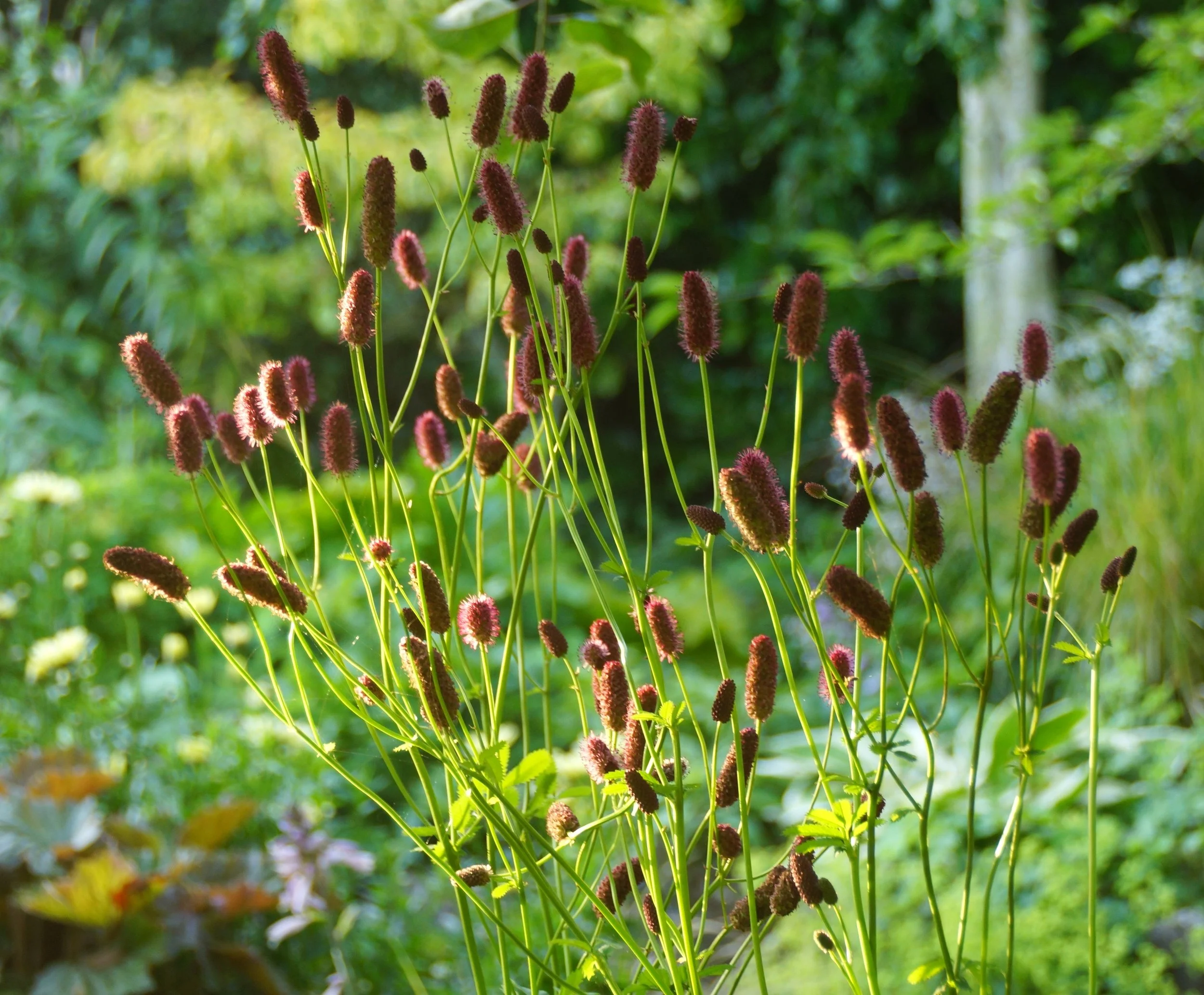 Sanguisorbia in the shady beds. These plants need summer irrigation.