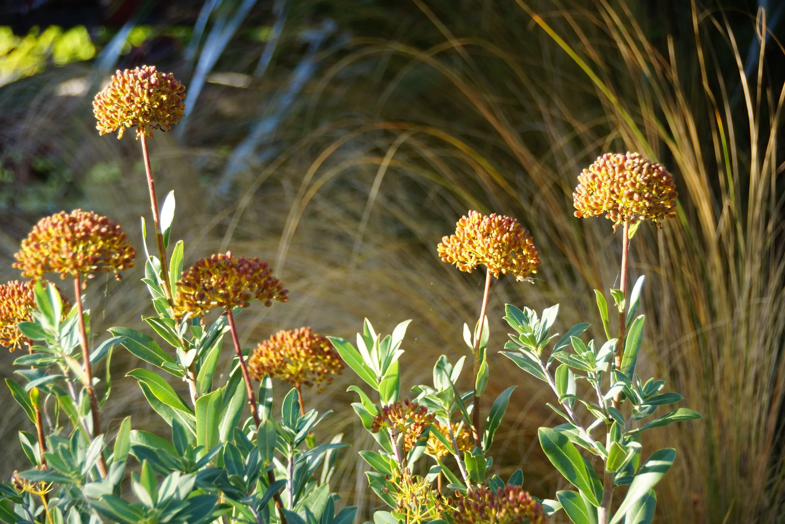Bupleurum is a wonderful feature of this area.