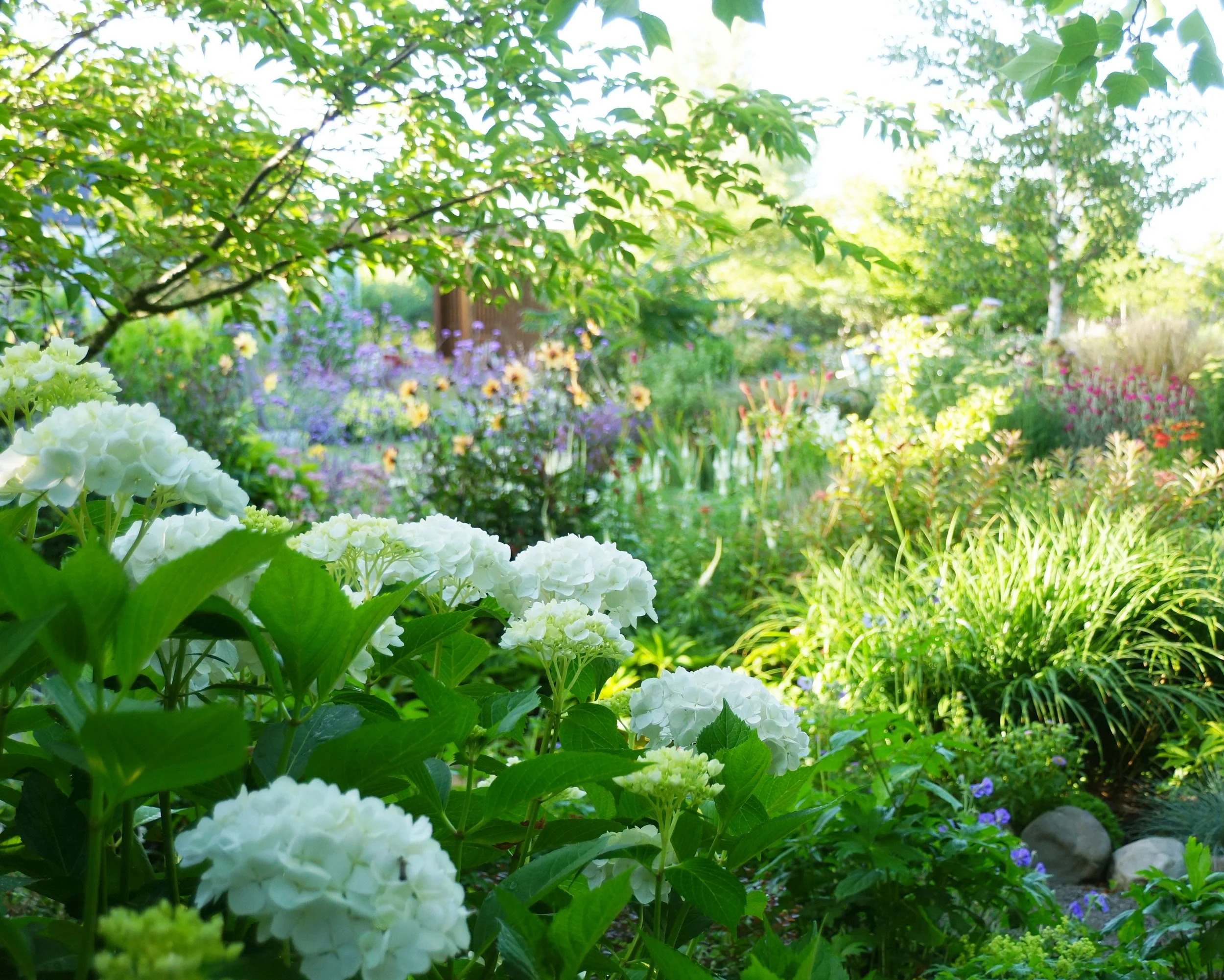 We keep all our hydrangeas together so they can be watered in summer.