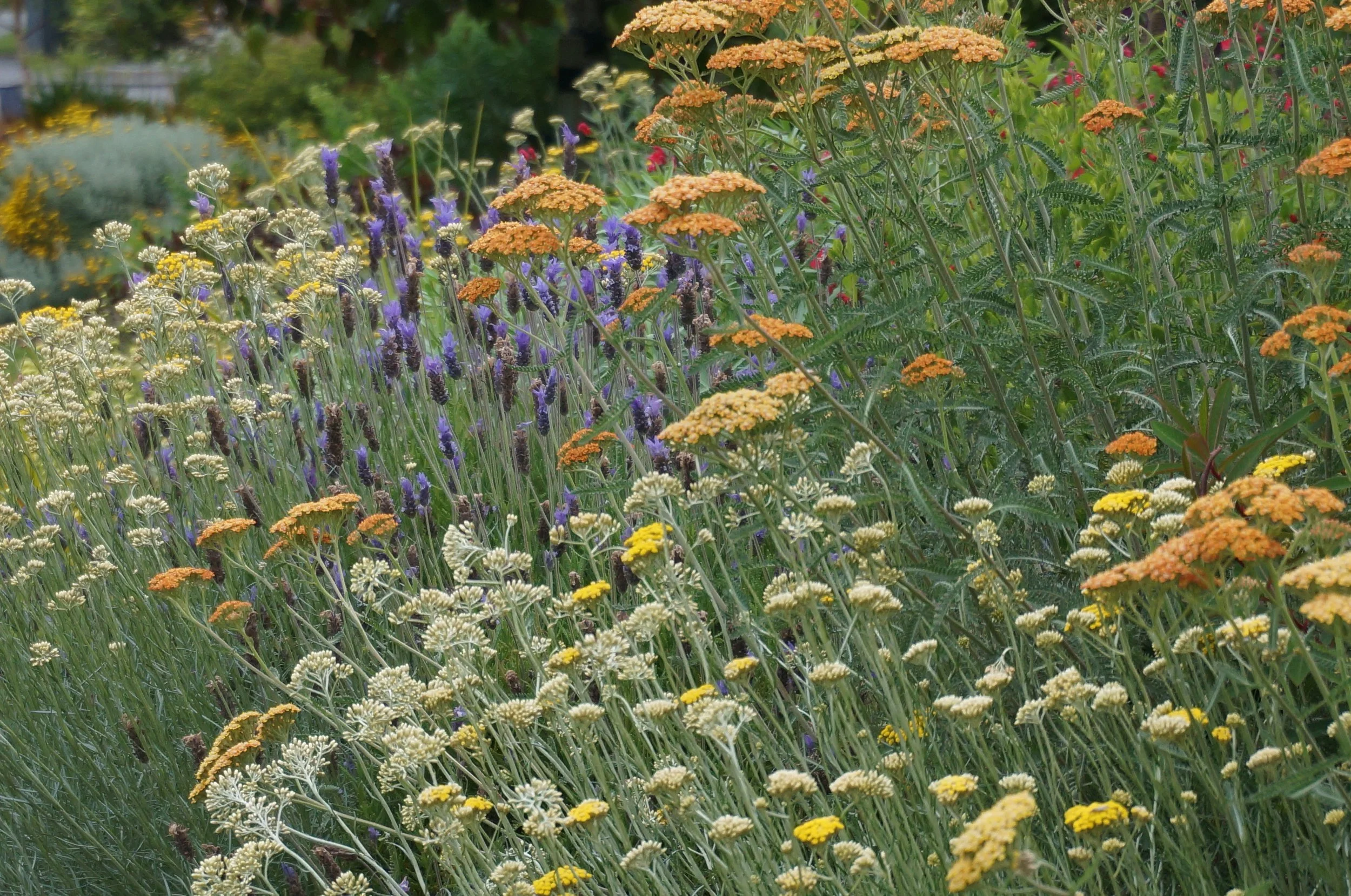 Curry plant, achillea terracotta and lavender.