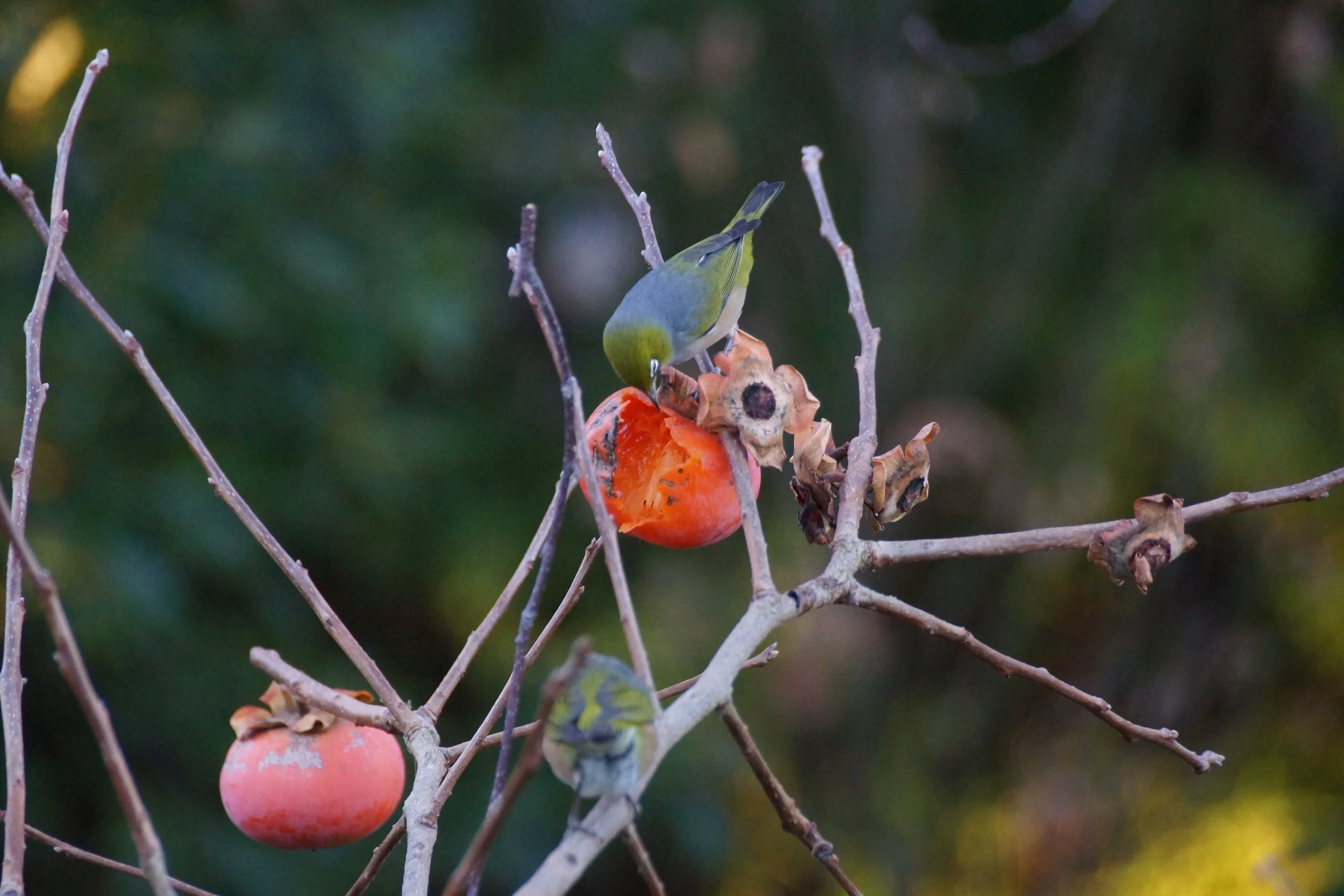 DSC02946.JPG