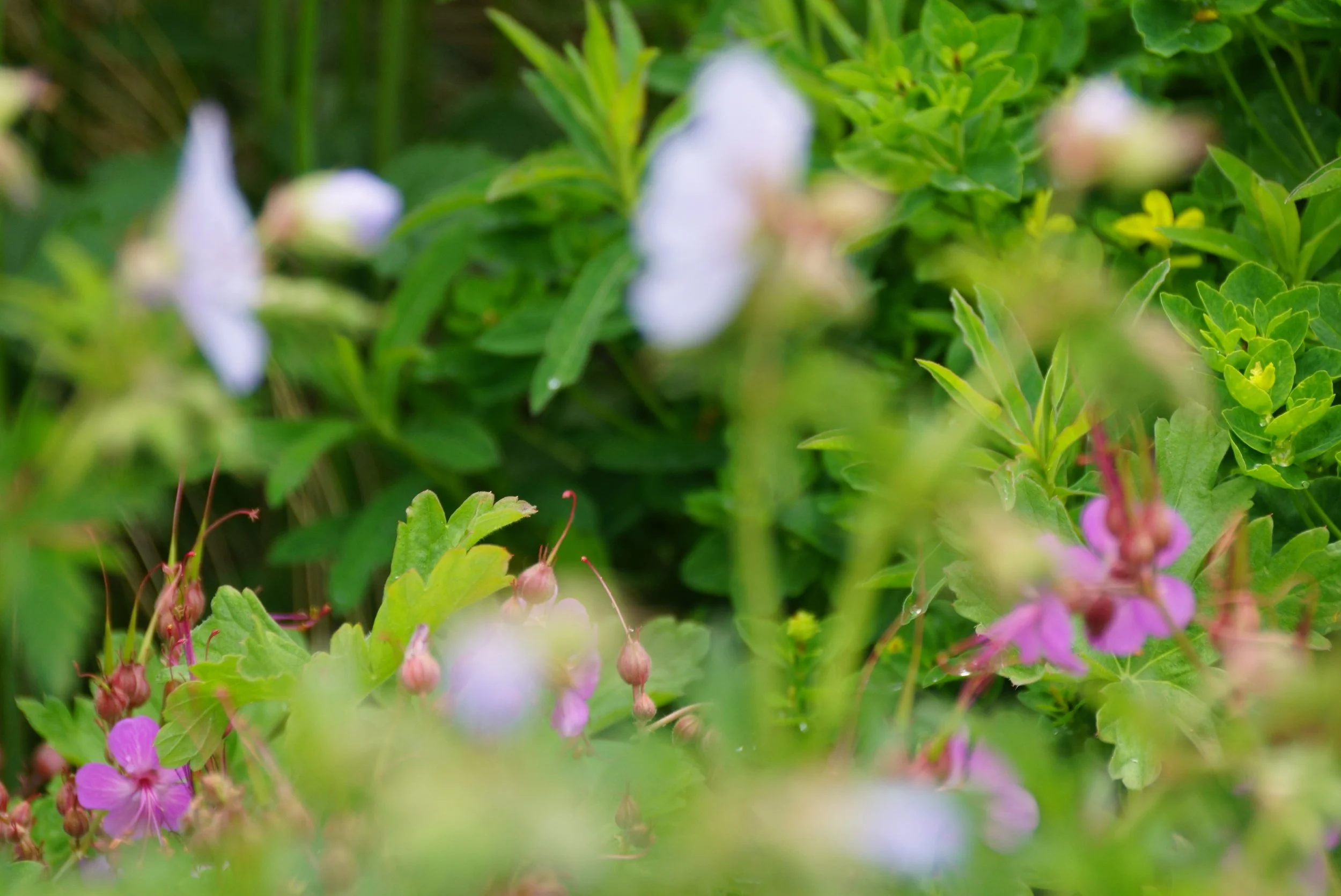 Various hardy geraniums which love the shade.