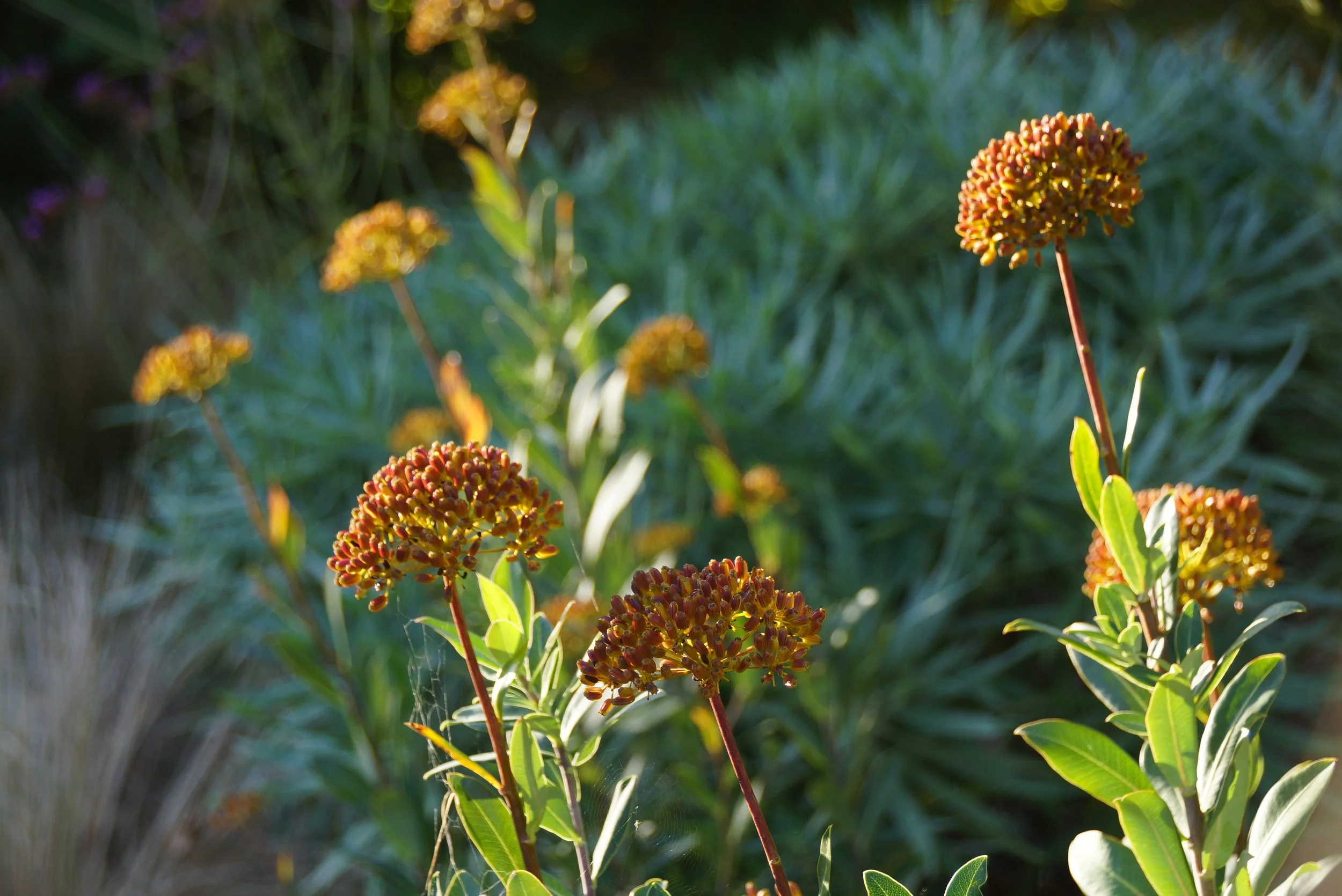 Bupleurum in front of echium.
