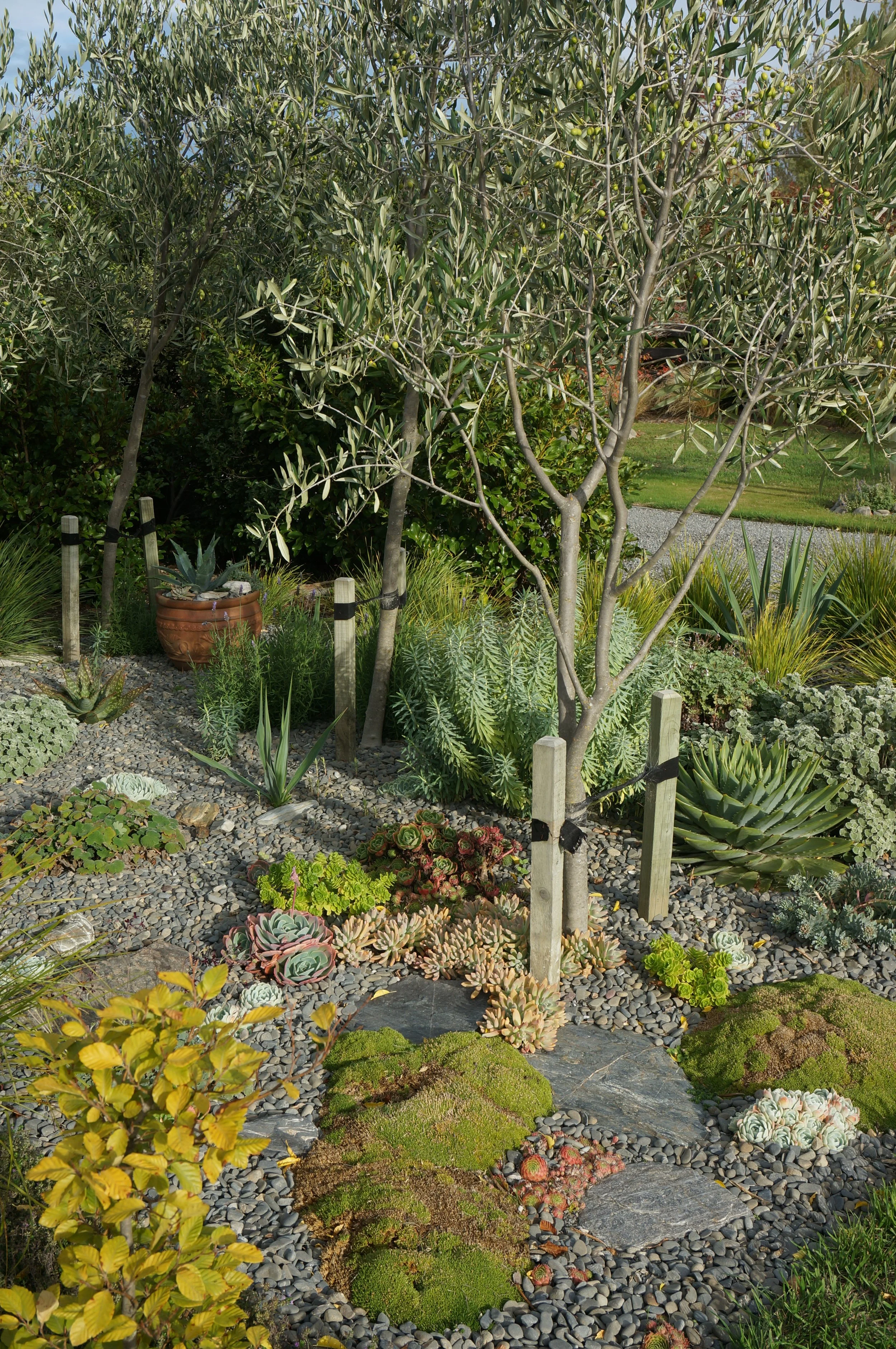 I didn't even know that gravel gardens were a thing. I did know enough not to feed the soil.