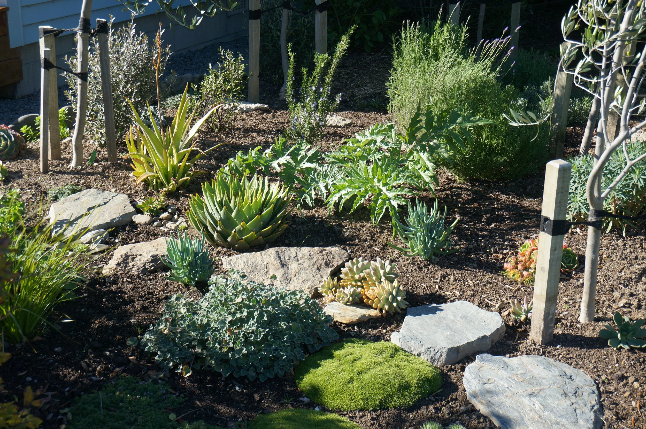 Initially I didn't know what I was planning, just chucking in the toughest plants I owned.