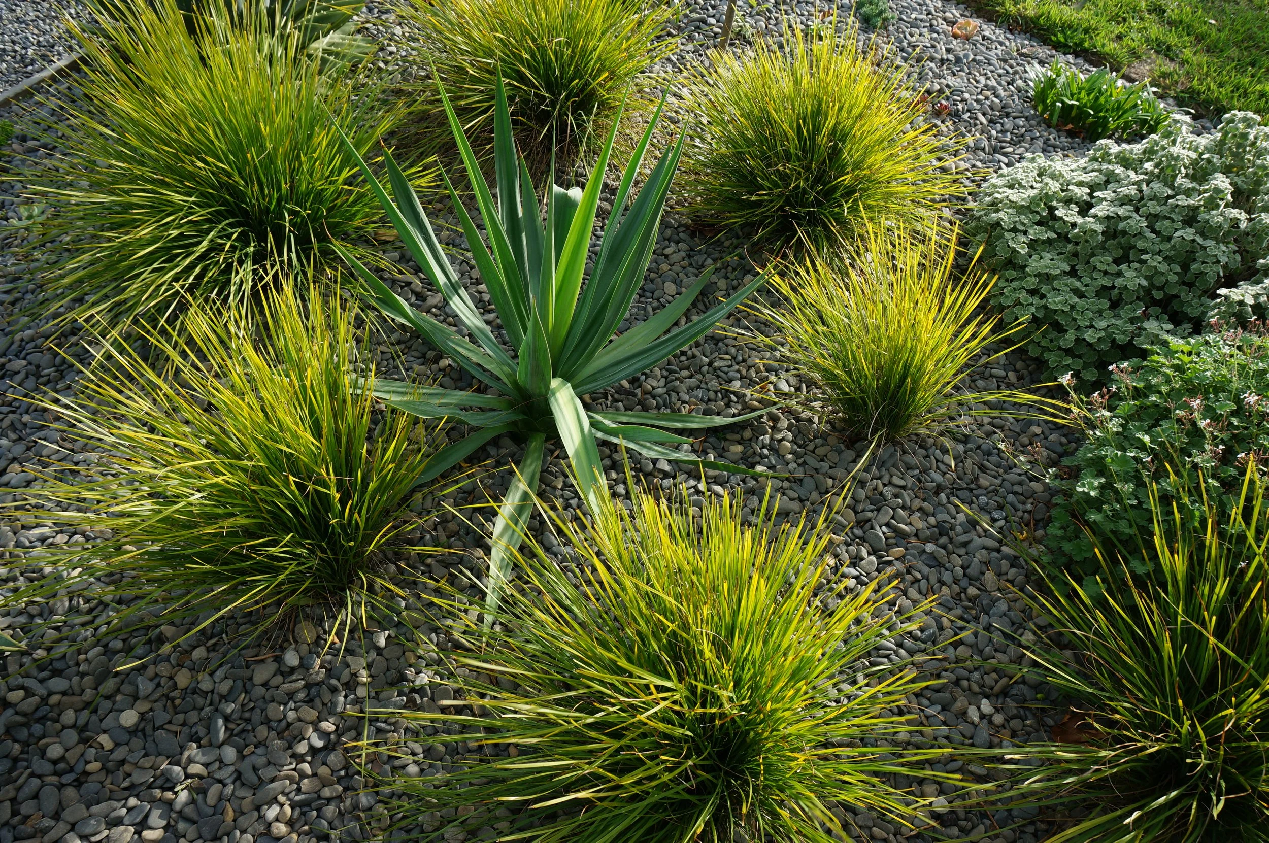 Initially some of the planting looked a bit odd...