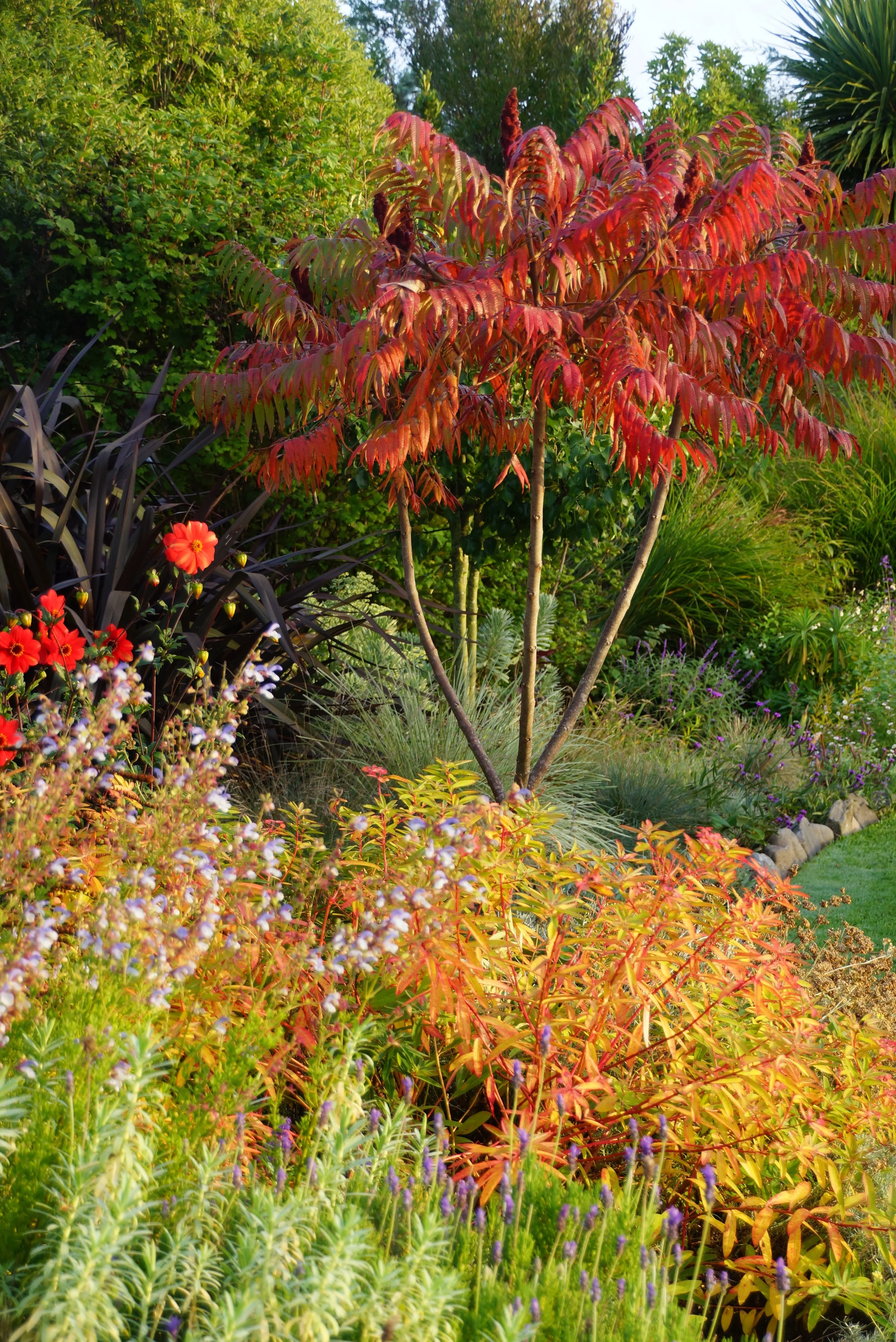 Sumac above autumn colour of euphorbia grifithii Dixter.