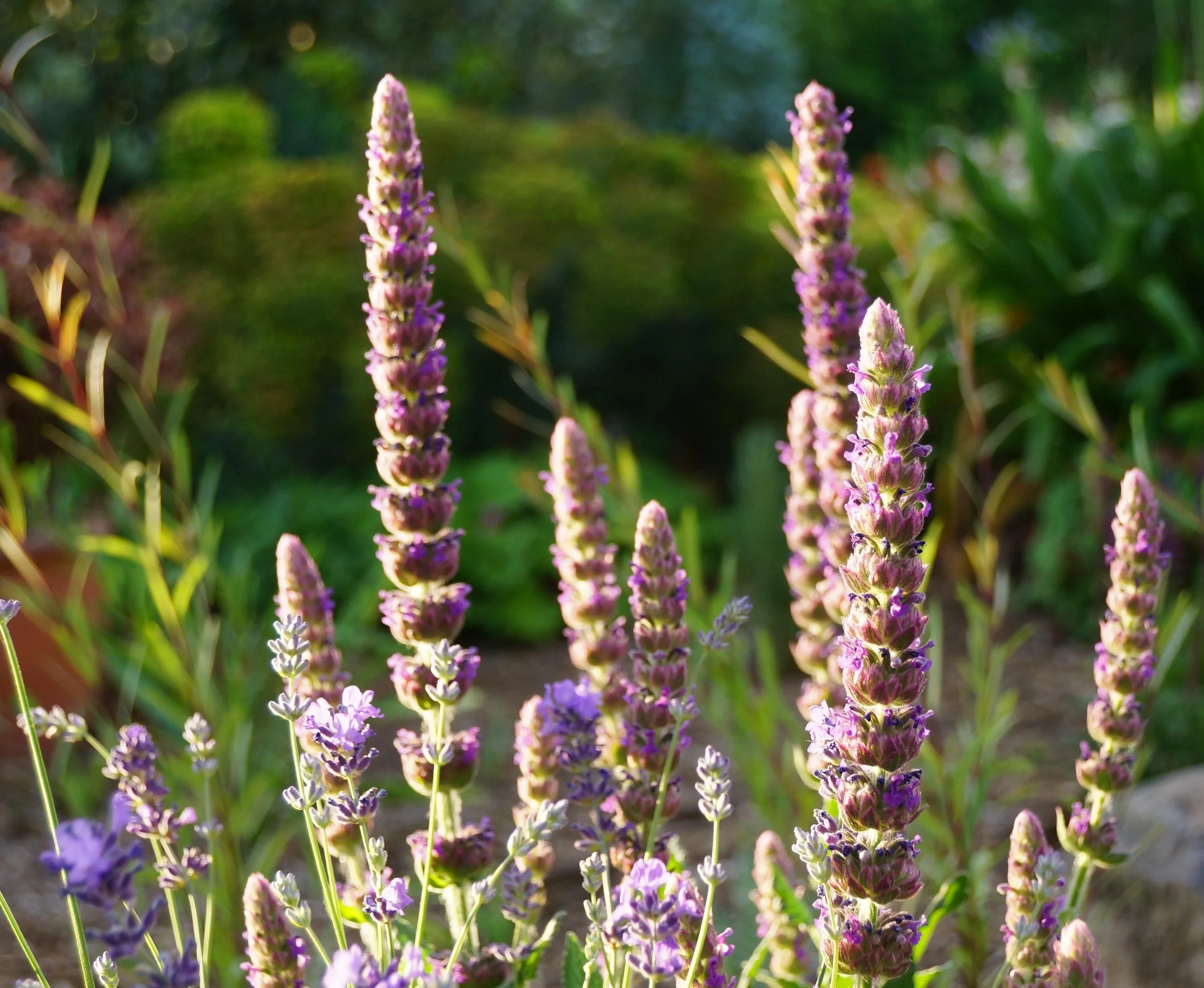 Nepeta tuberosa, a super tough perennial.
