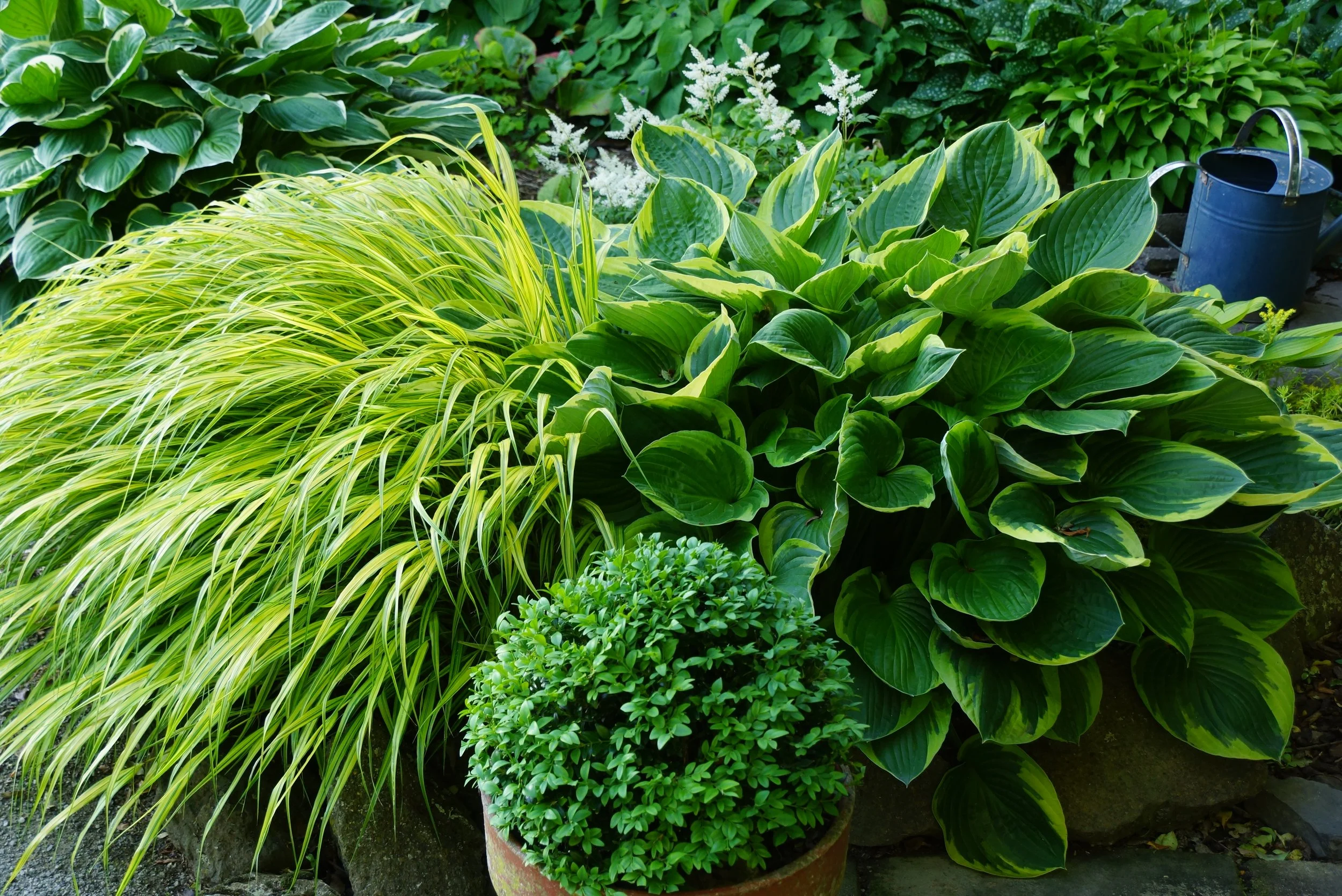 One of my favourite combinations: Hakonechloa marca aureola and variegated hosta.