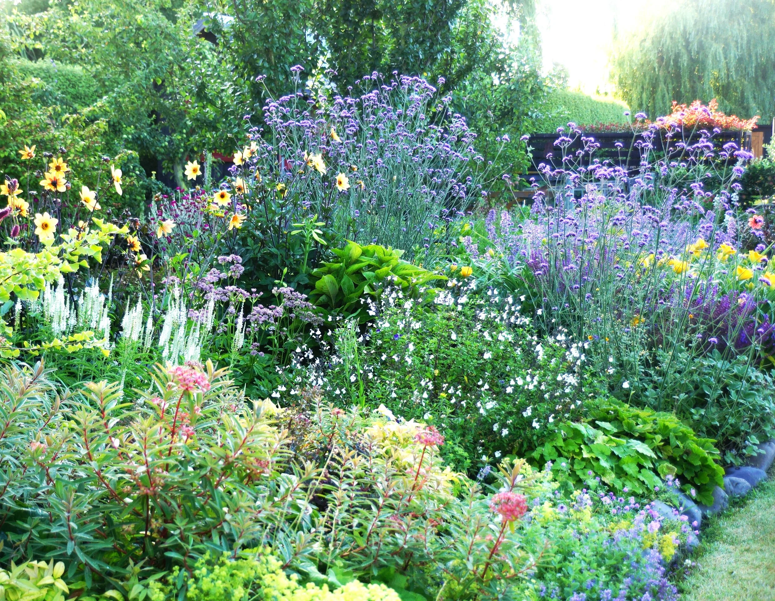 Dahlia, Verbena bonariensis and veronica longifolia 'Alba'.