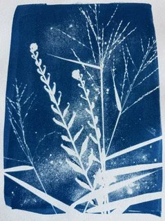 cyanotype simple 4.jpeg