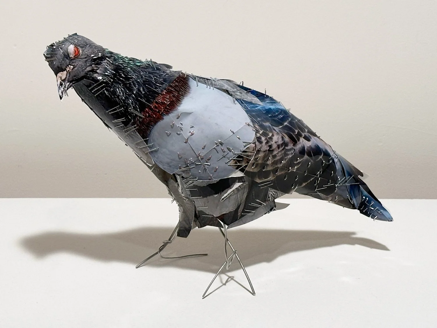 hatt_pigeon-17_2.jpg