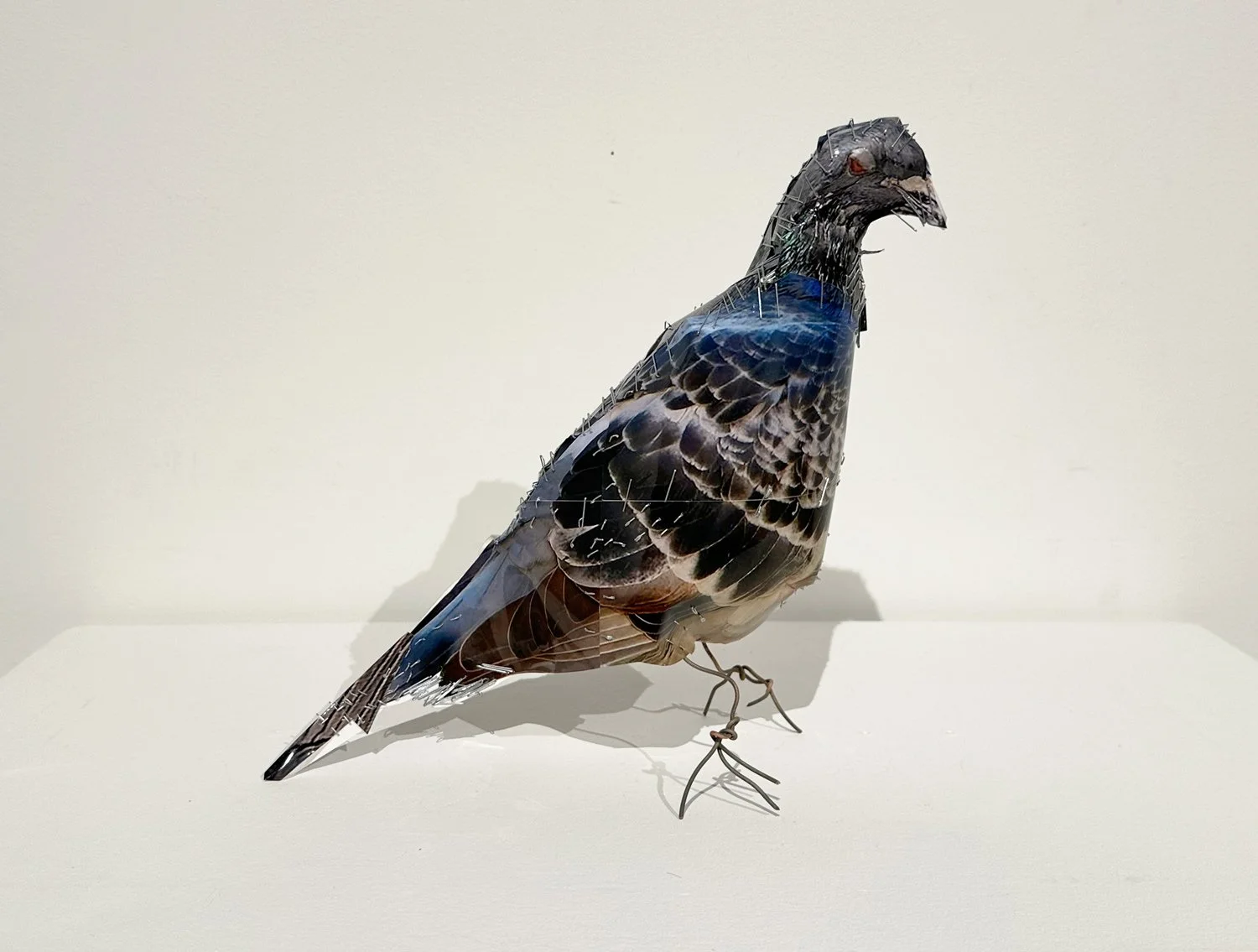 hatt_pigeon-3_1.jpg