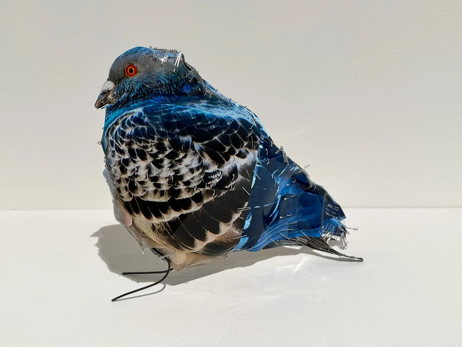 hatt_pigeon_no12_2.jpg