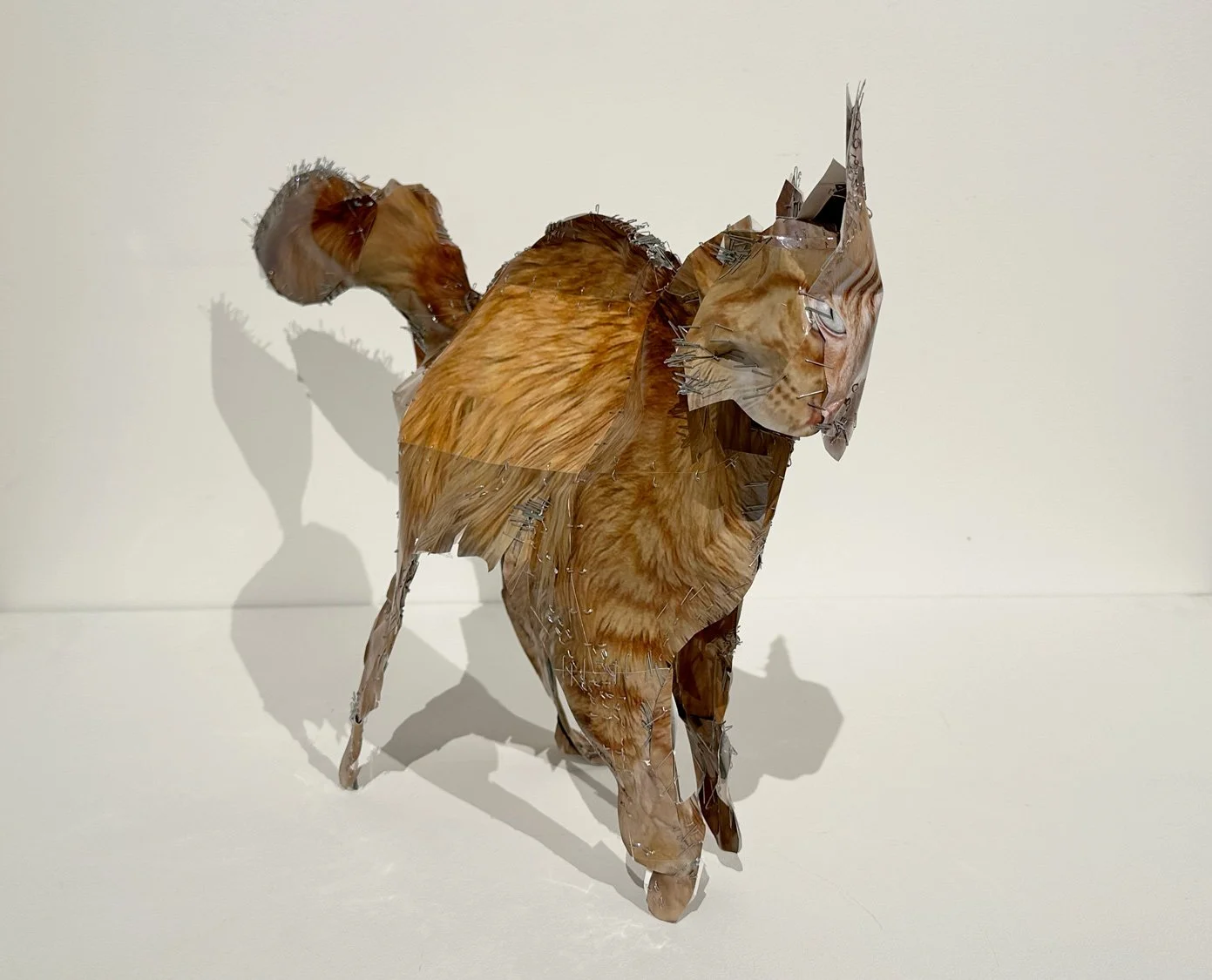 hatt_orange-cat_6.jpg