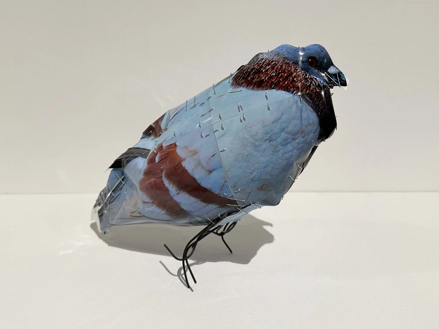 hatt_pigeon_no10_1.jpg