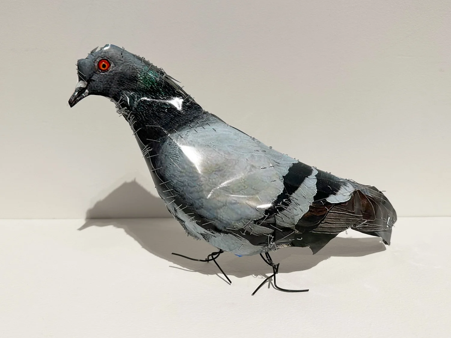 hatt_pigeon_no11_2.jpg