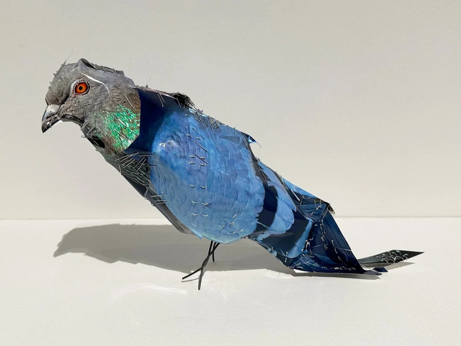 hatt_pigeon_no9_2.jpg