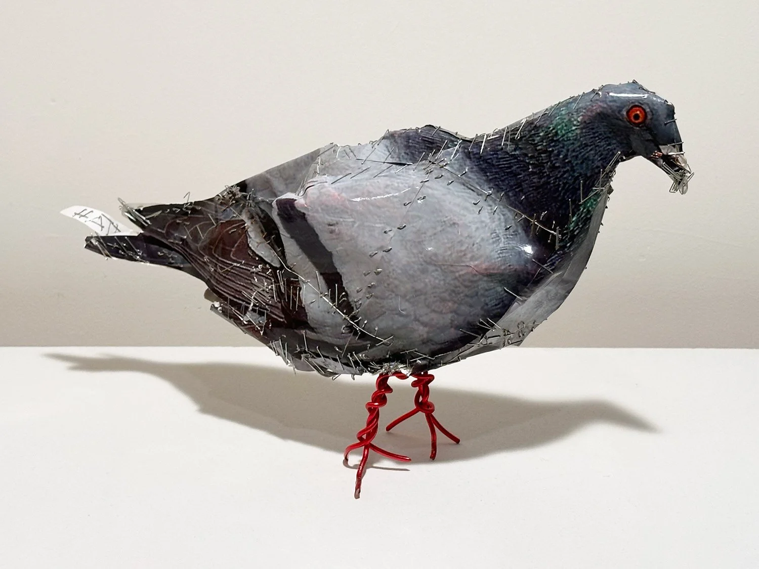 hatt_pigeon-15_1.jpg