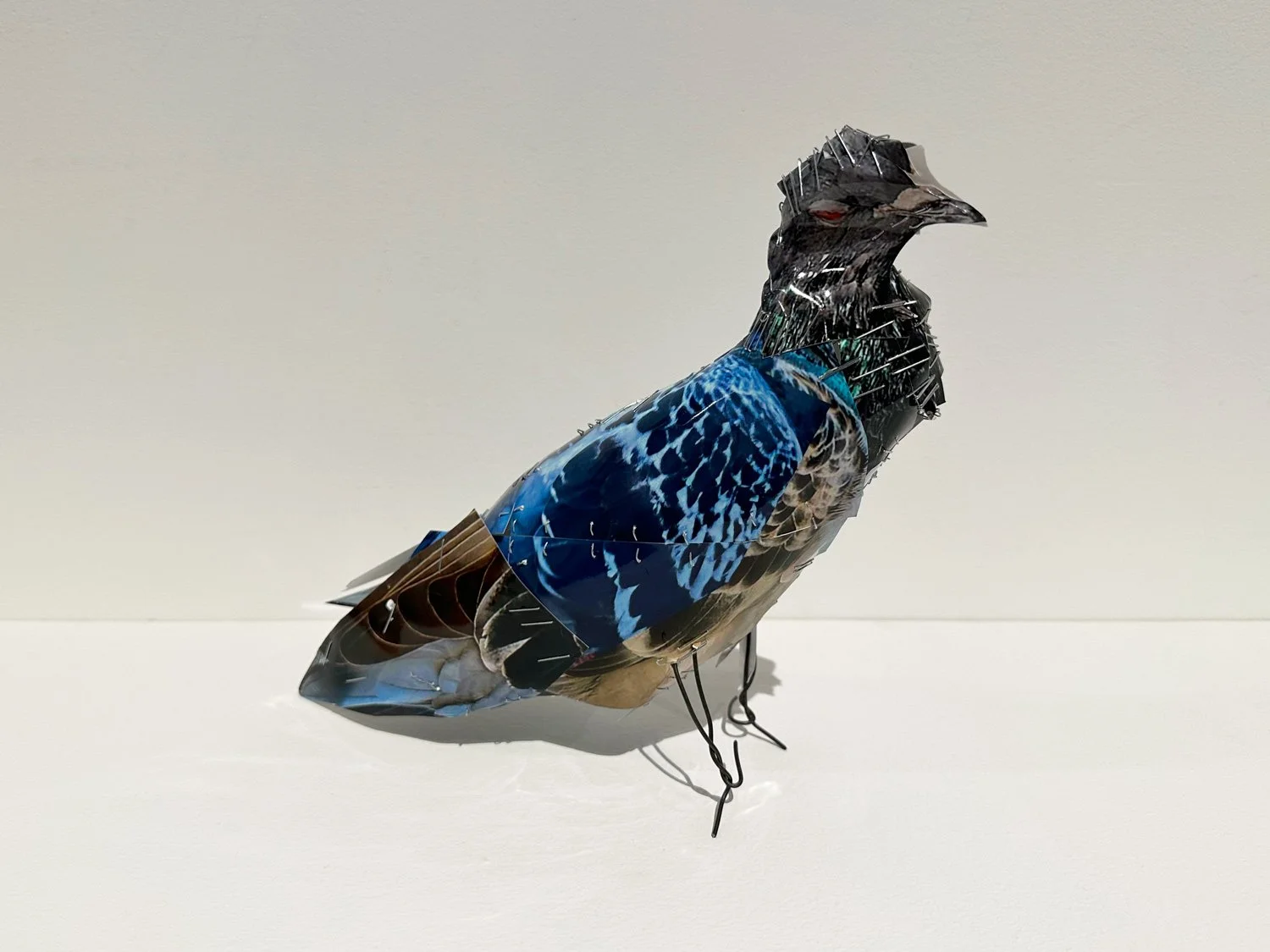 hatt_pigeon_no7_1.jpg