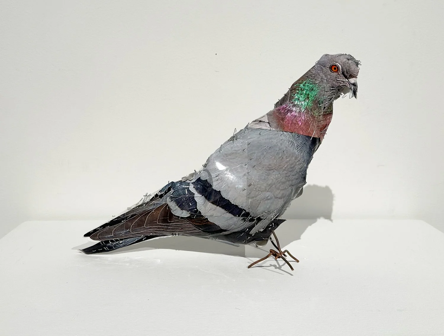 PIGEON 1, 2026