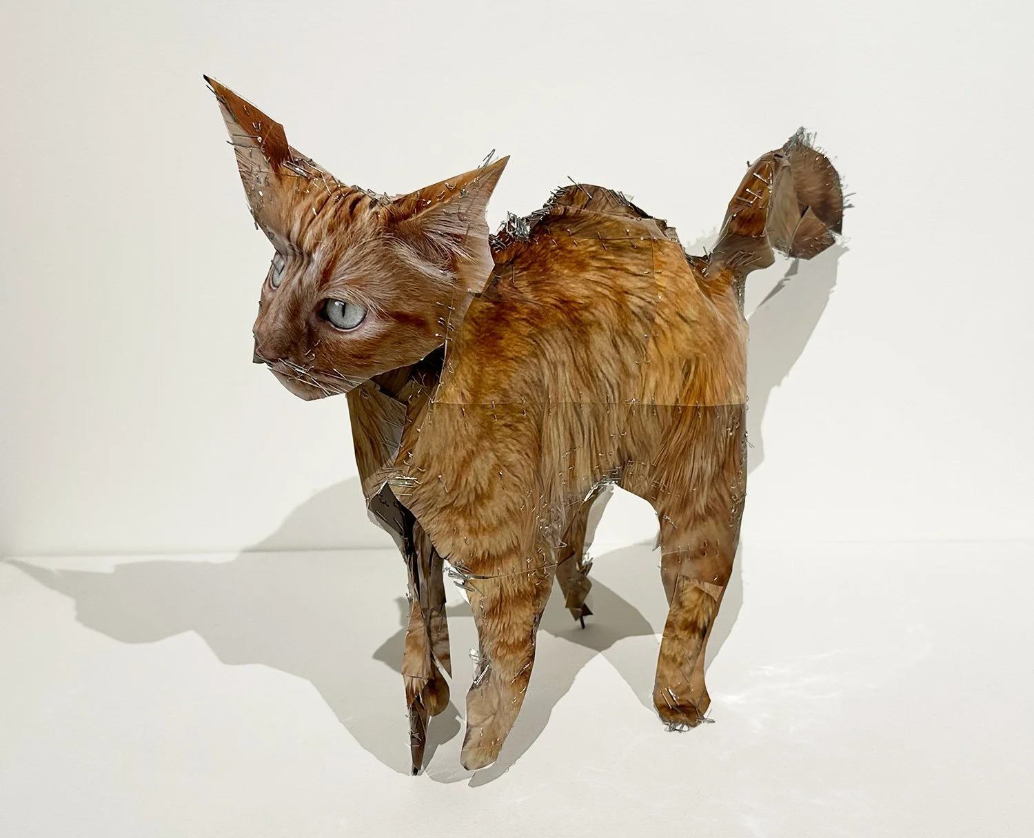 hatt_ORANGE-CAT_2026.jpg