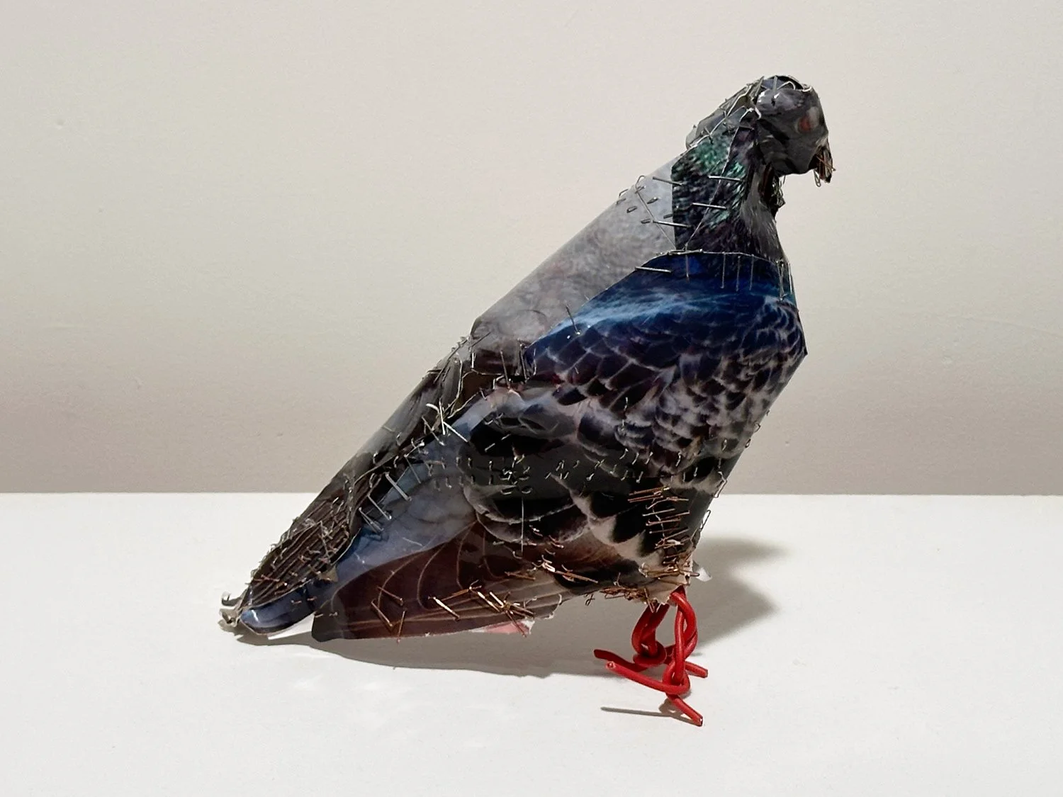 hatt_pigeon-22_1.jpg