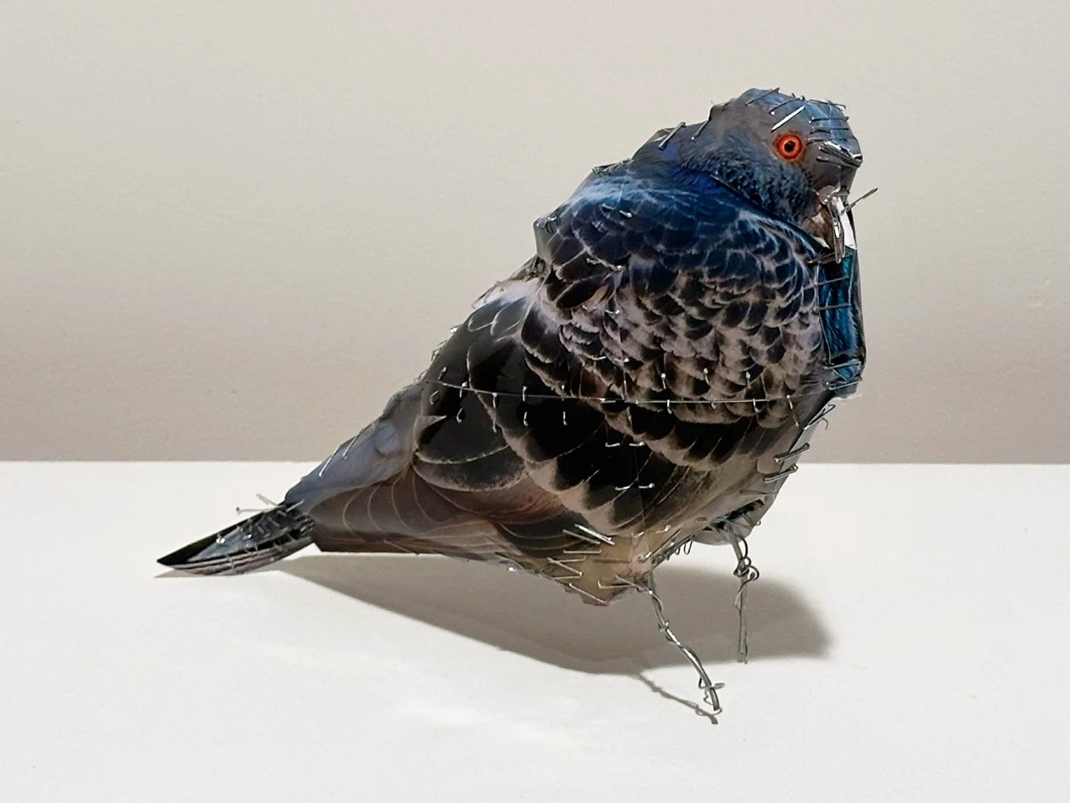 hatt_pigeon-16_1.jpg