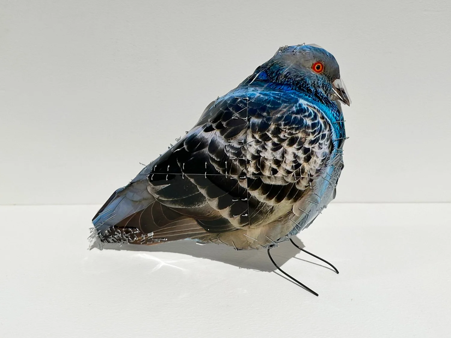 hatt_pigeon_no12_1.jpg