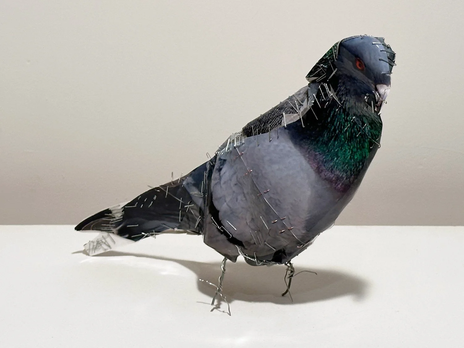 hatt_pigeon-#18_1.jpg