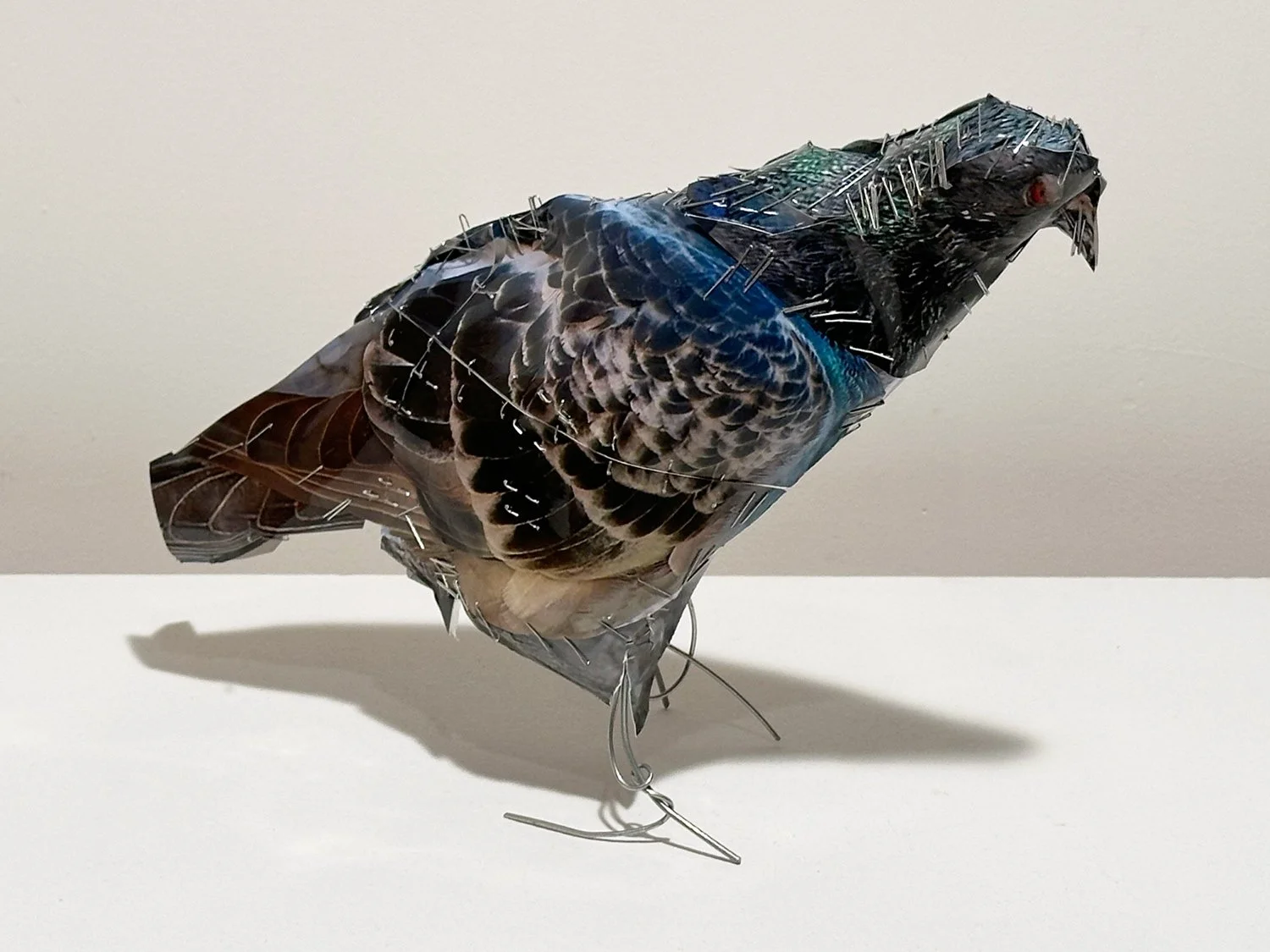 hatt_pigeon-17_1.jpg