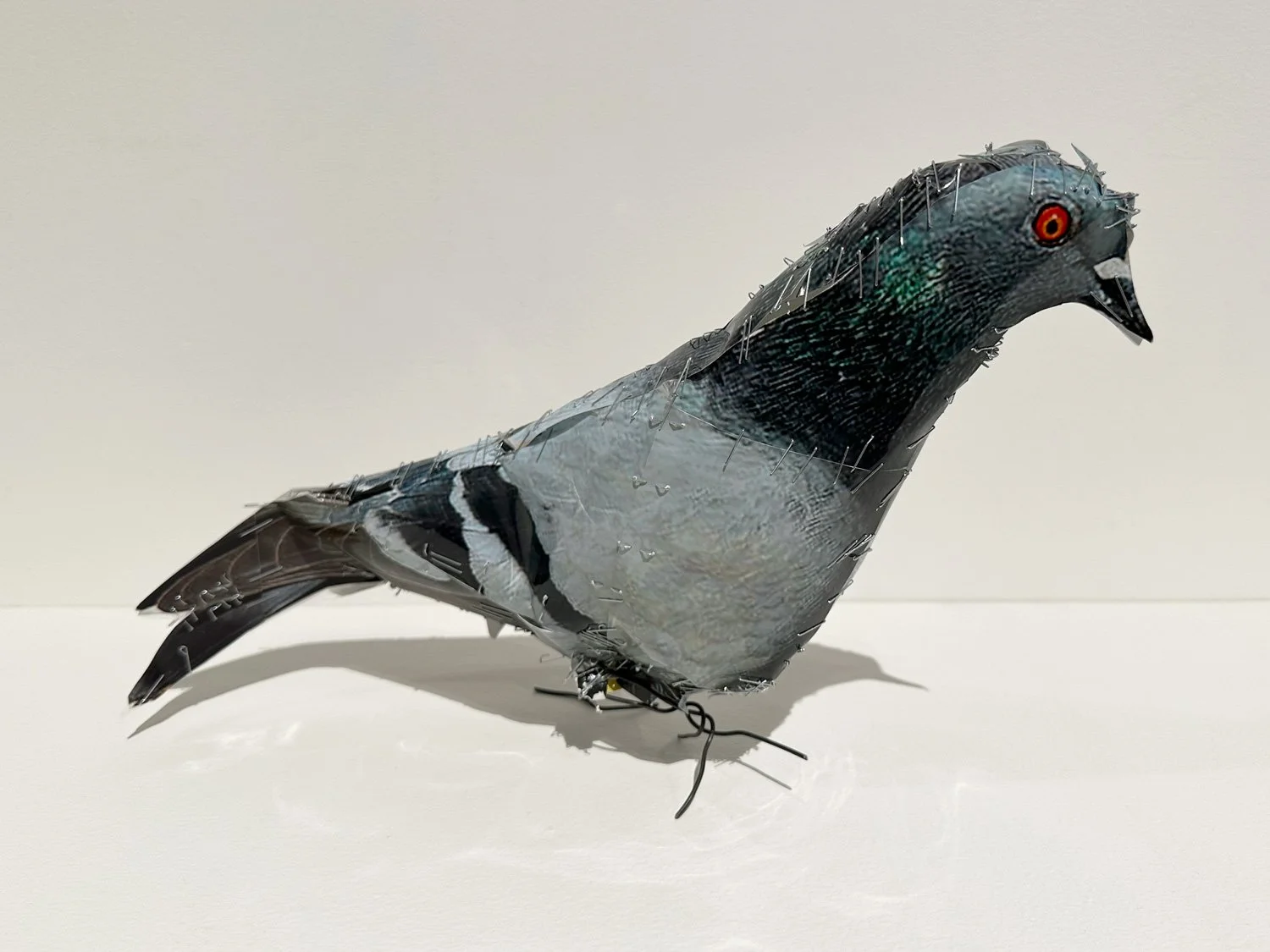 hatt_pigeon_no11_1.jpg