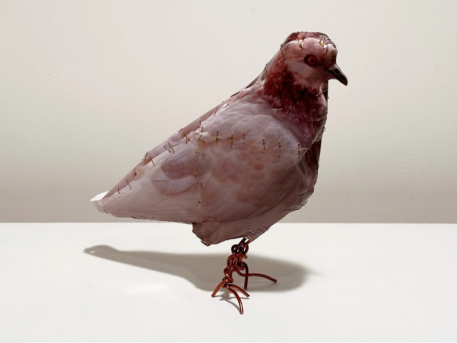 hatt_pigeon-24_1.jpg