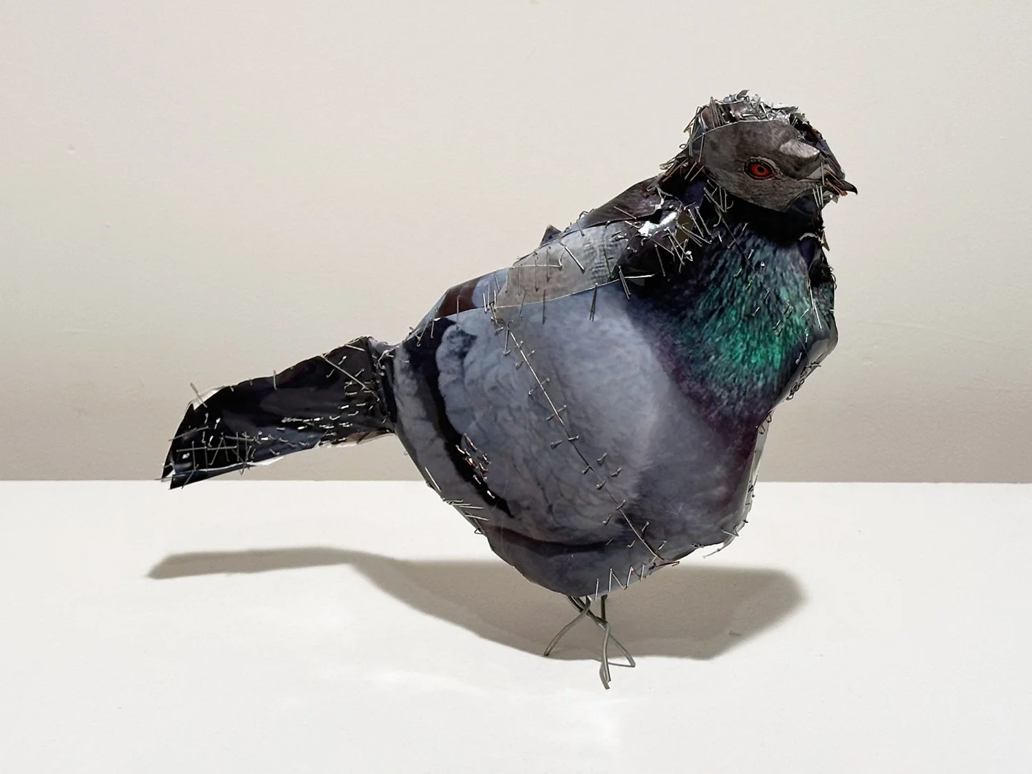 hatt_pigeon-14_1.jpg