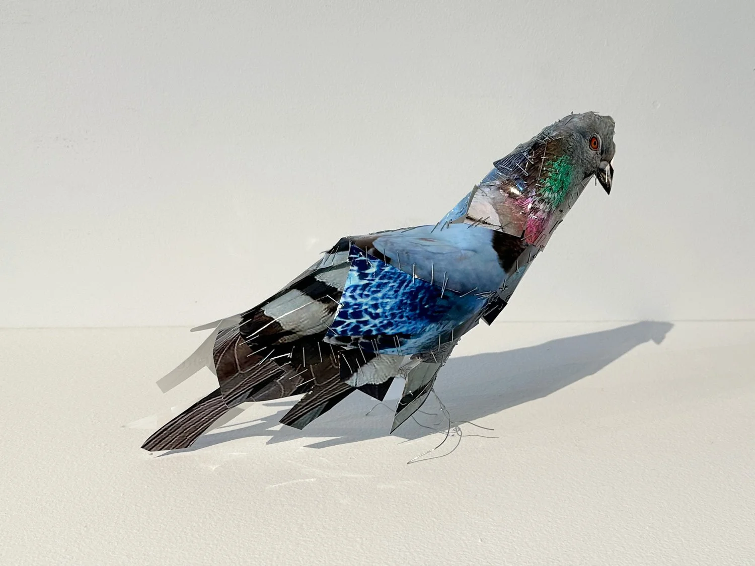 hatt_pigeon-13_3.jpg