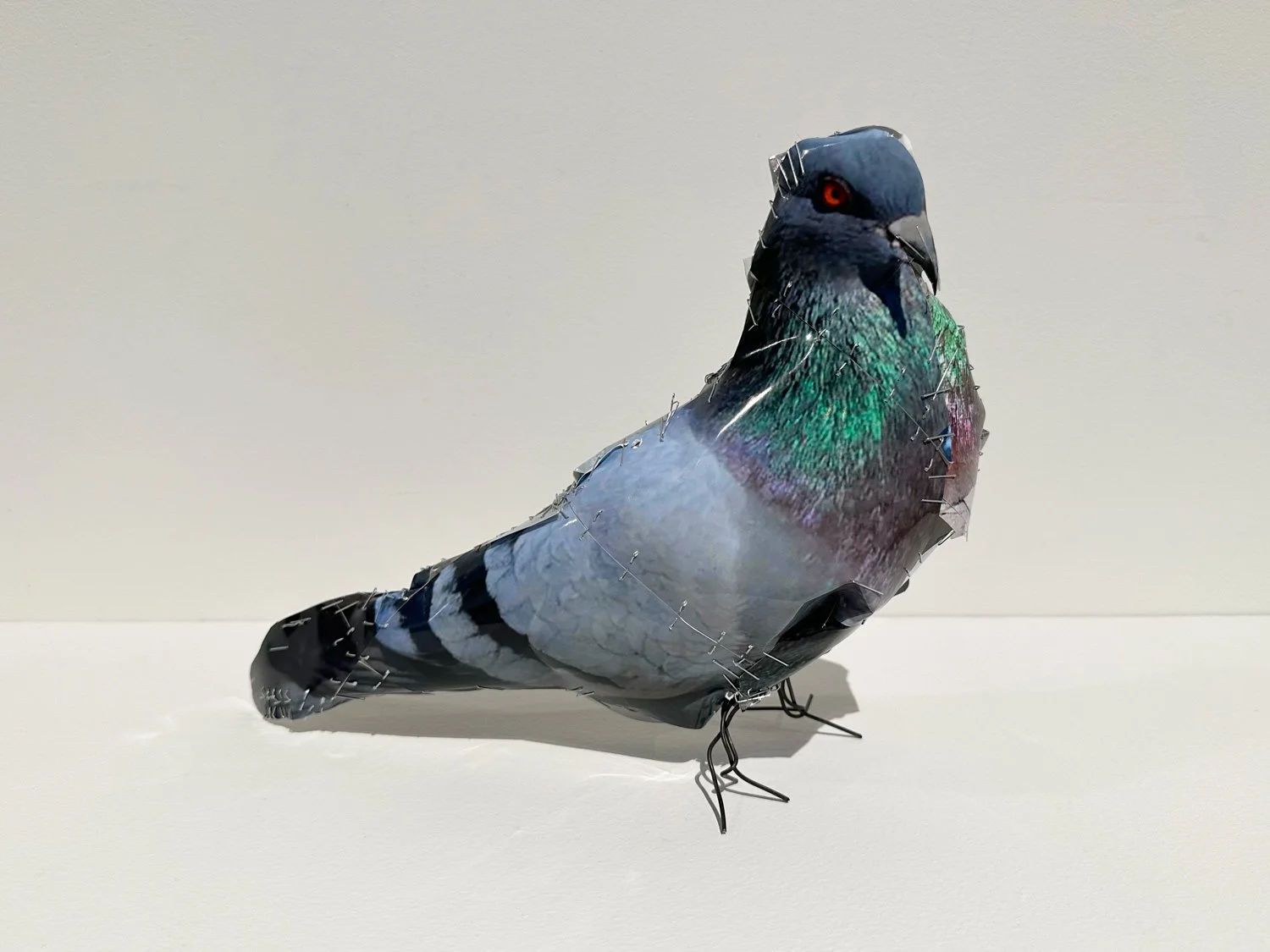 hatt_pigeon_no8_1.jpg