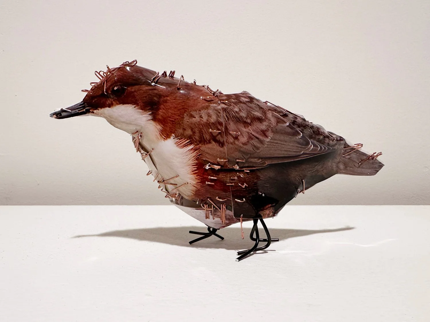 hatt_little-bird-1_2.jpg
