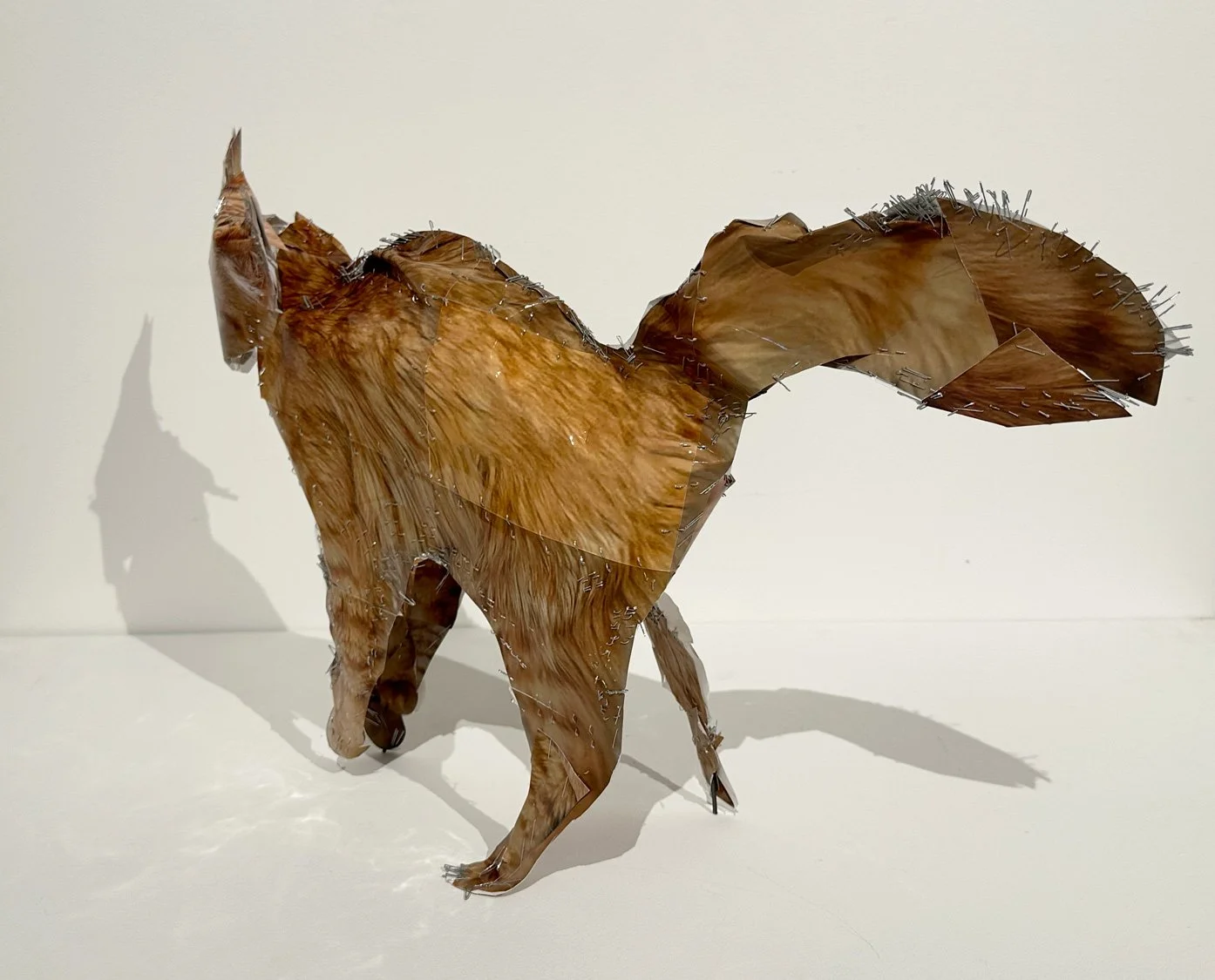 hatt_orange-cat_3.jpg