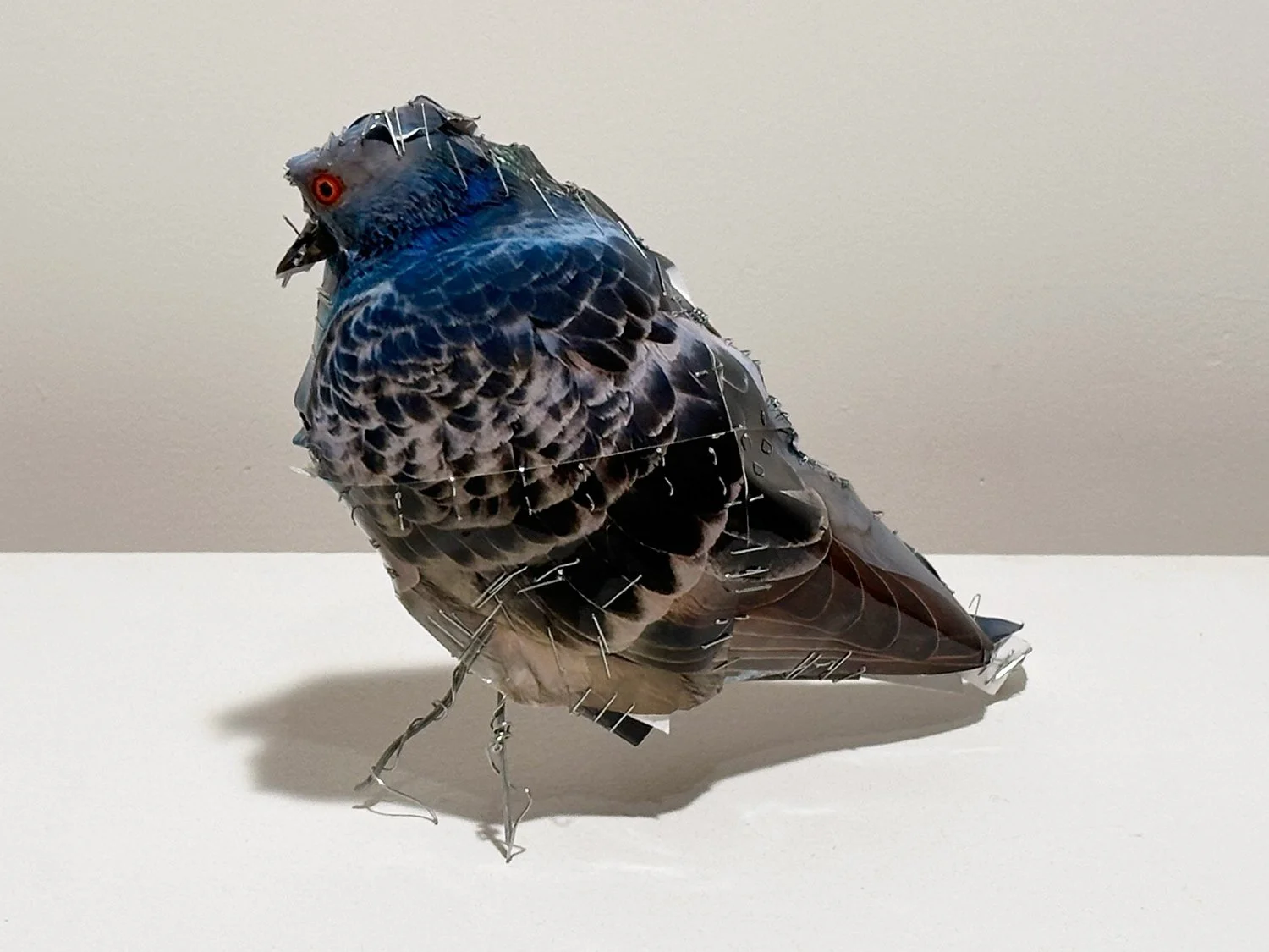 hatt_pigeon-16_2.jpg