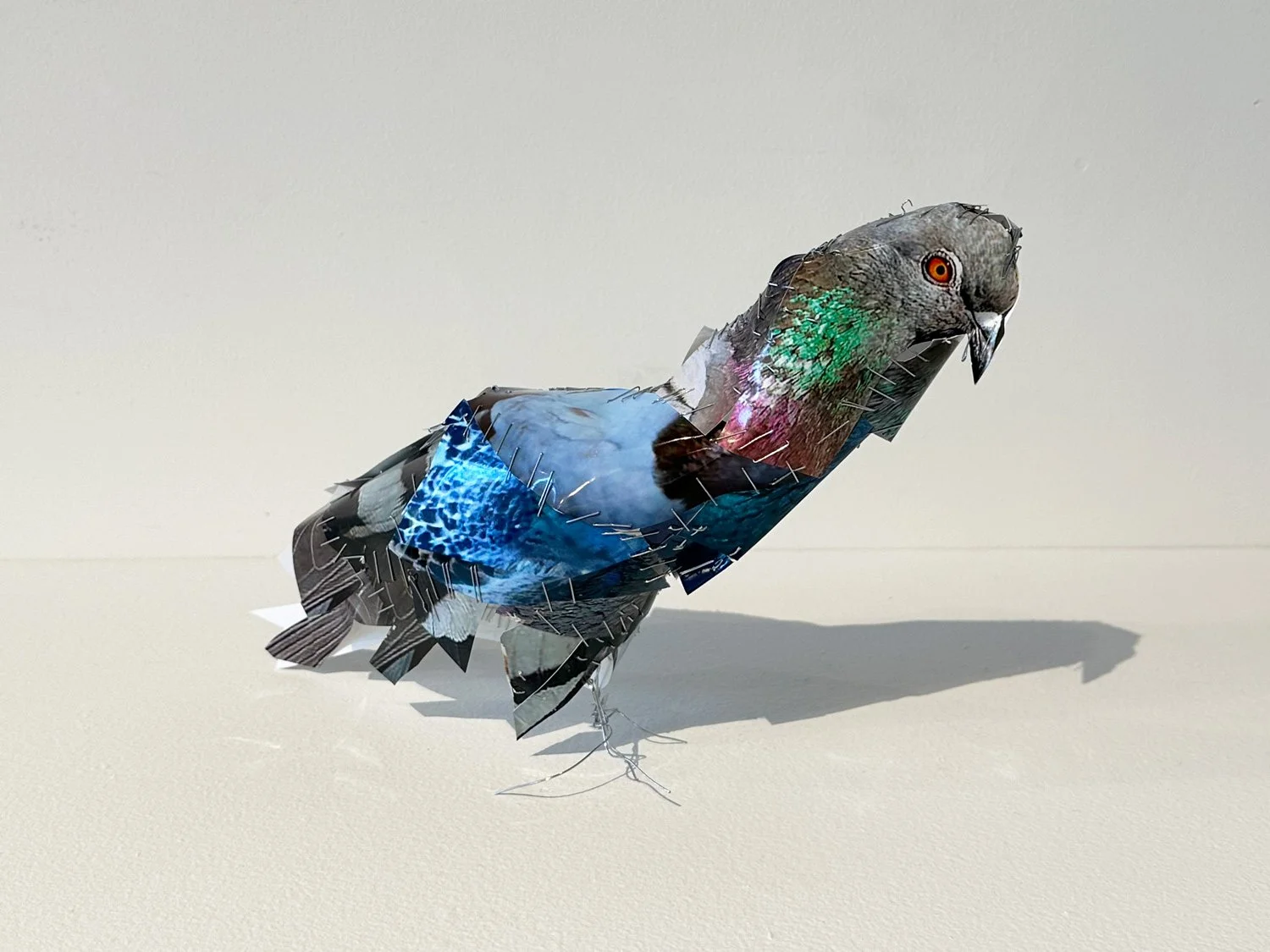 hatt_pigeon-13_1.jpg