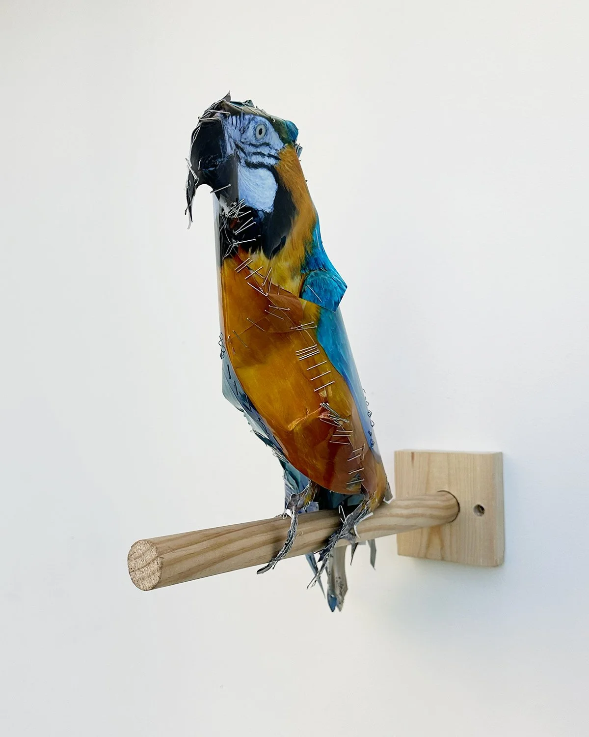 hatt_PARROT_2026_5.jpg