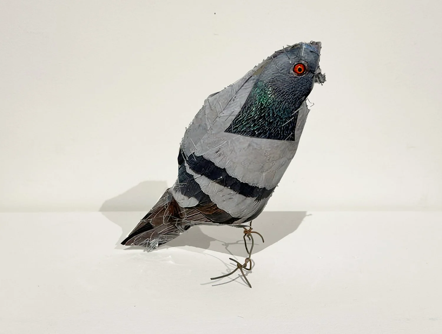 hatt_pigeon-4_1.jpg
