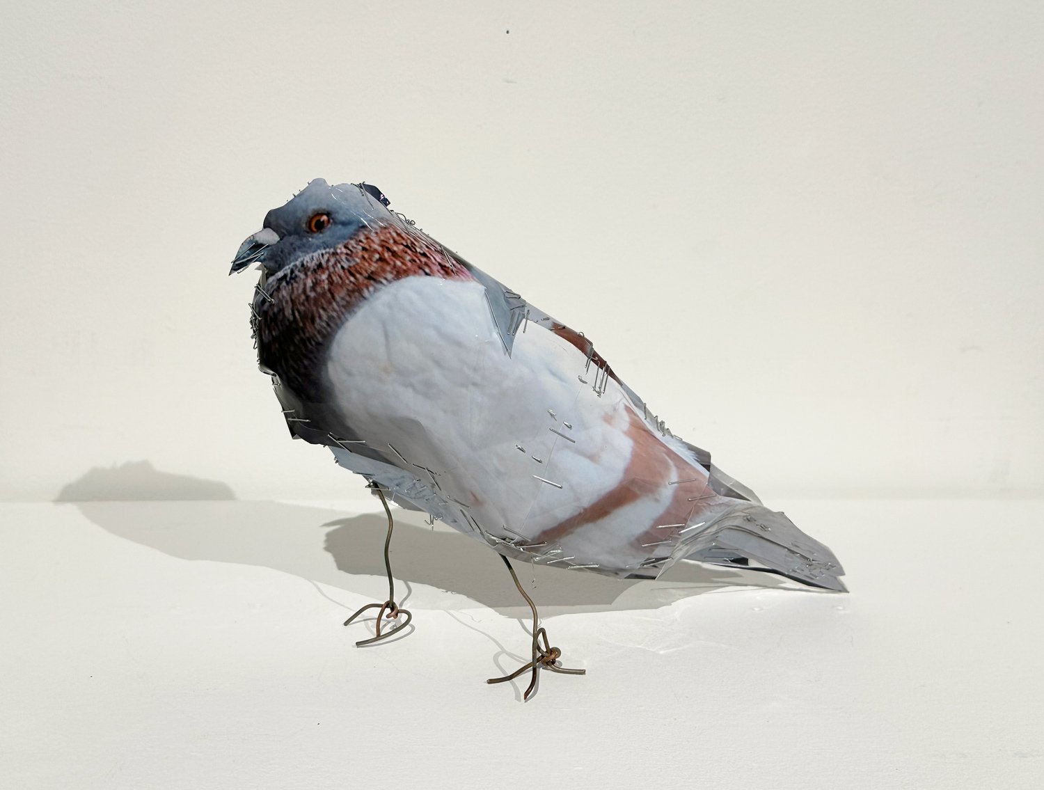 hatt_pigeon-6_2.jpg